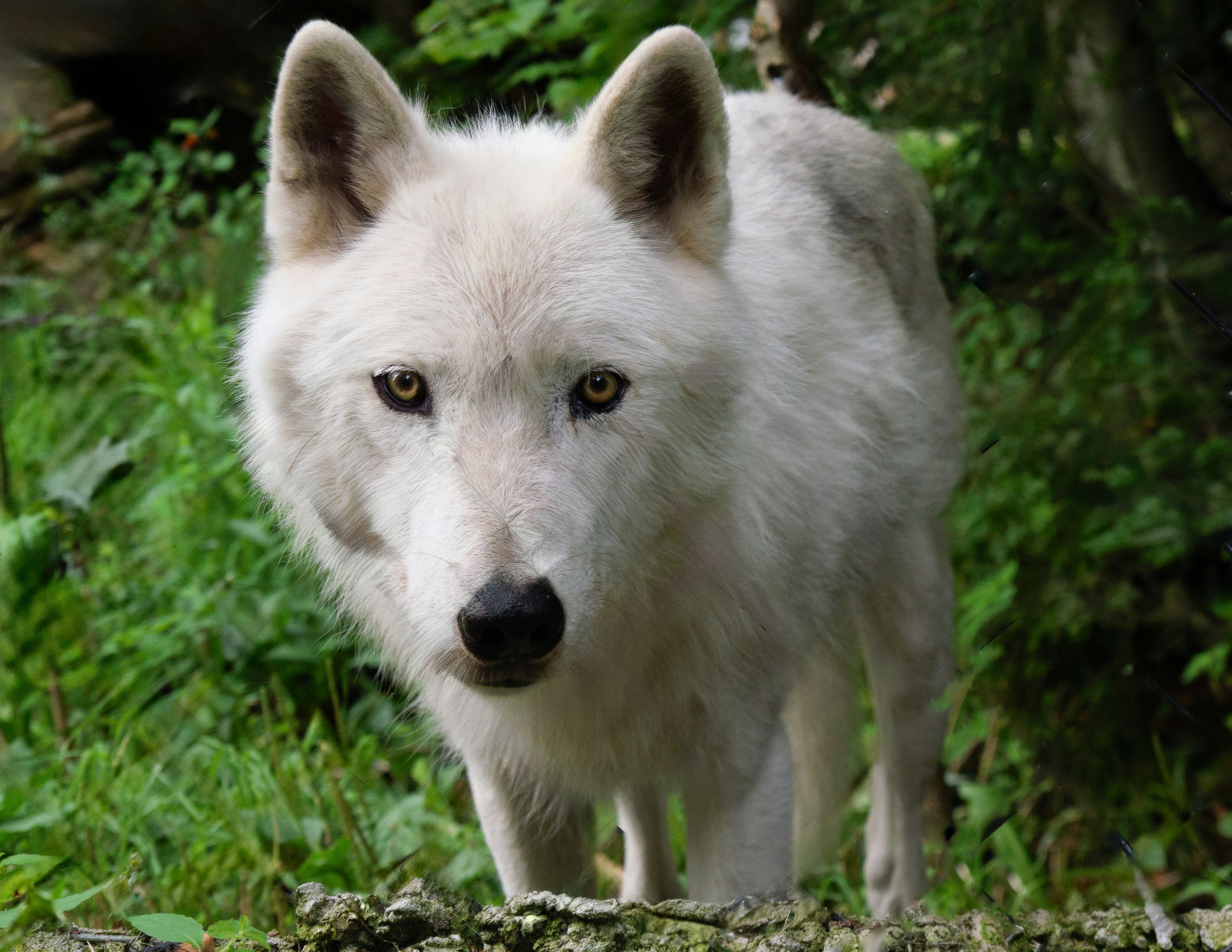 A white wolf walking through a lush green forest photo – Free Wolf Image on  Unsplash, image size:3000x2318