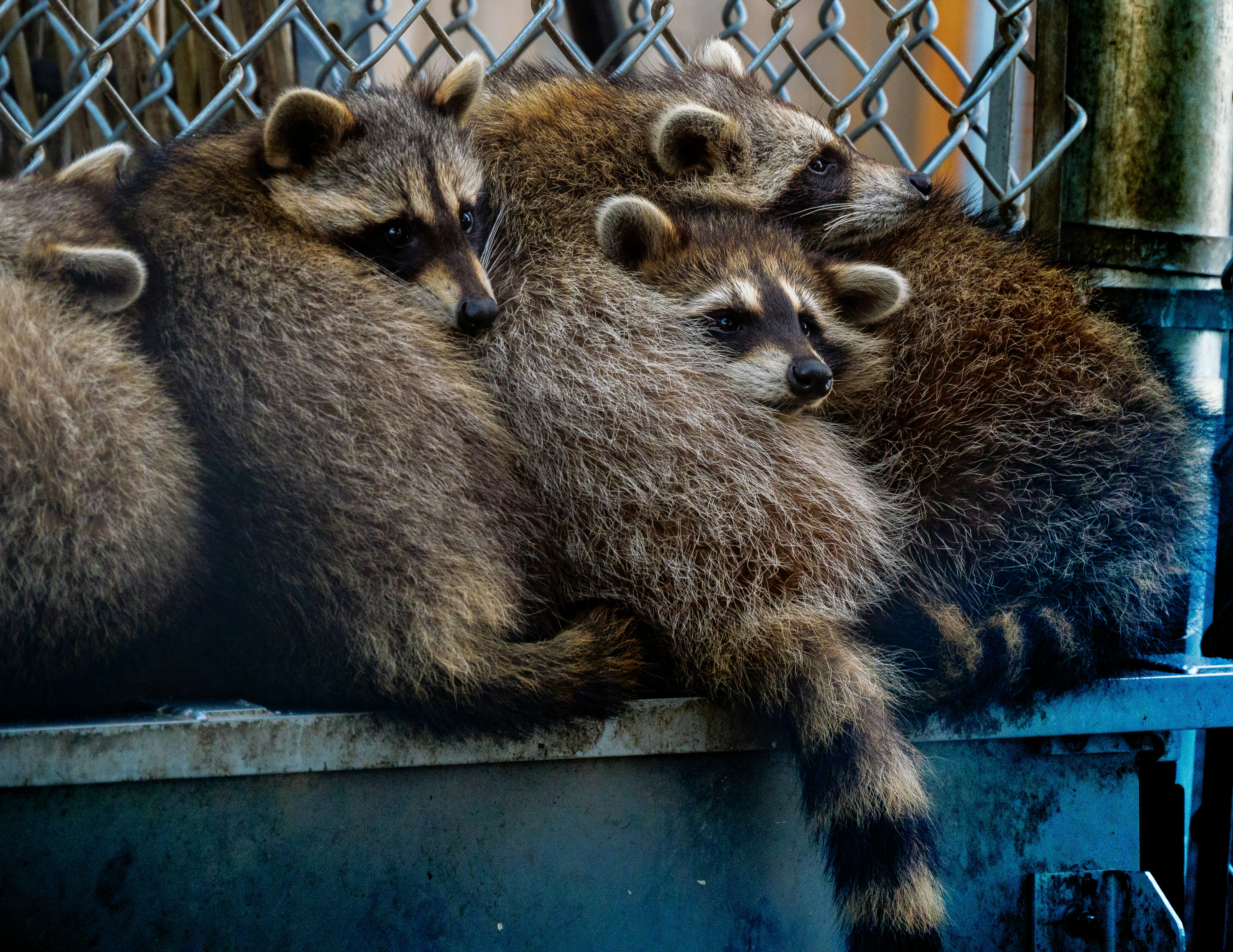 A group of raccoons huddled together against a chain-link fence.
