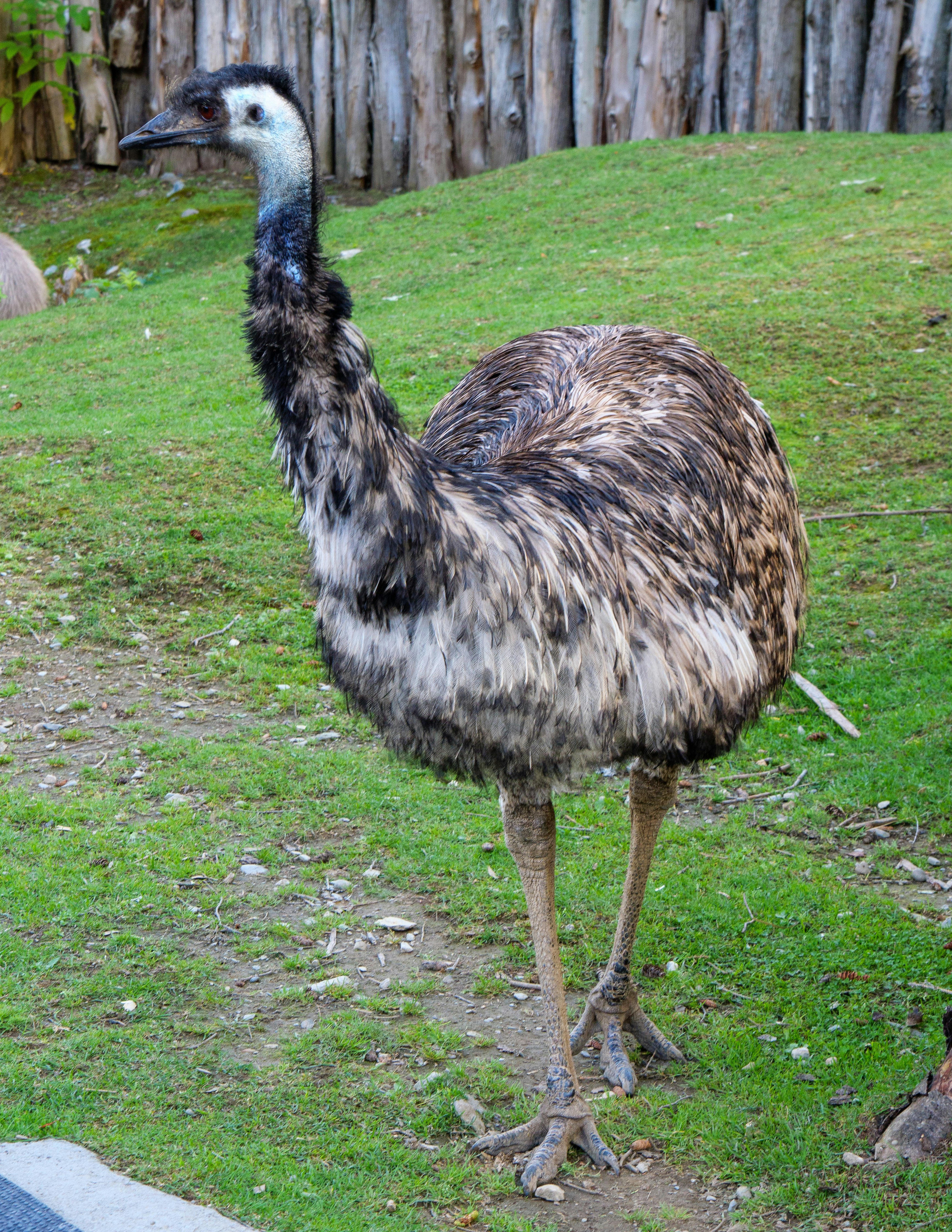 An ostrich standing in the grass near a fence