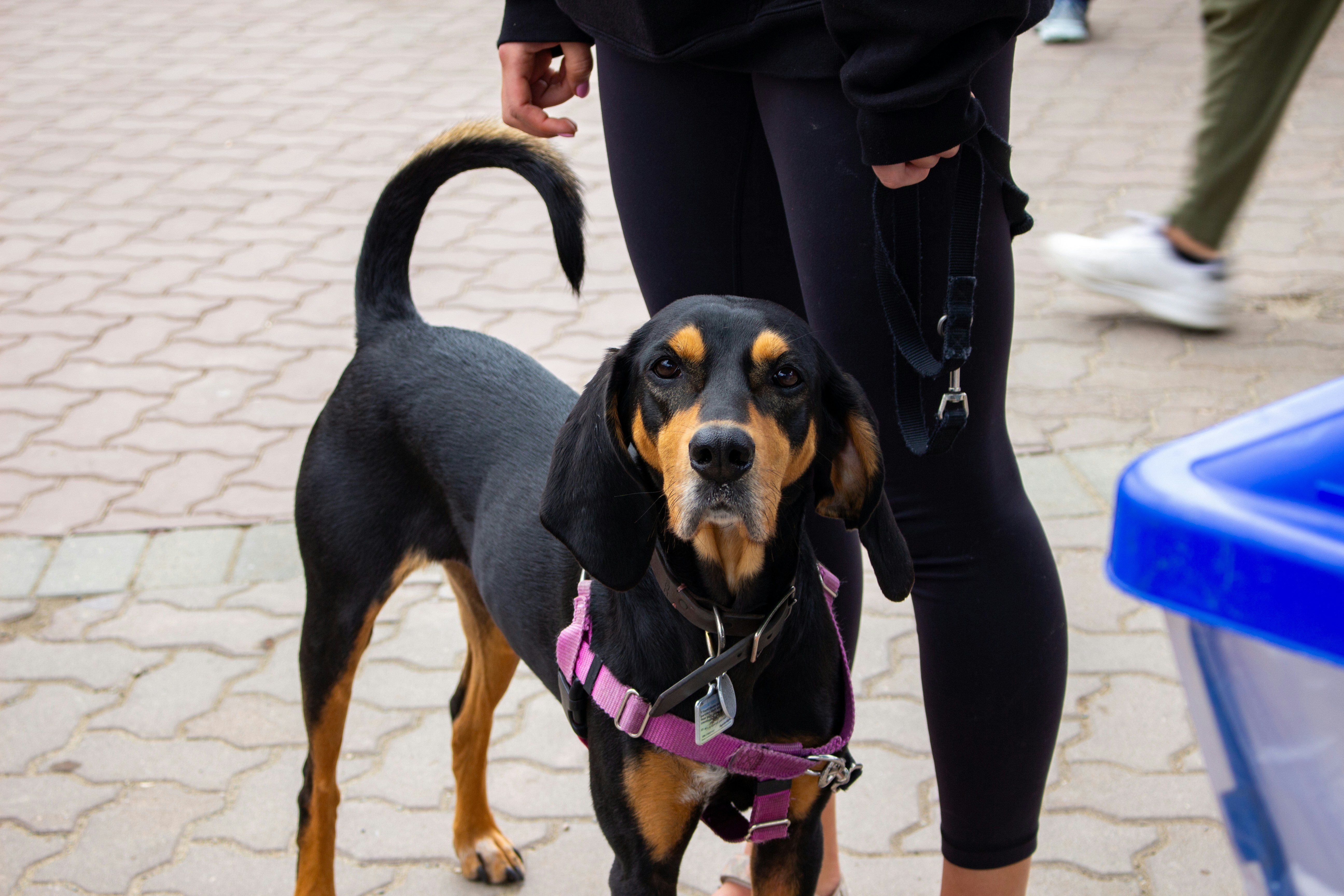 A black and brown dog standing next to a person