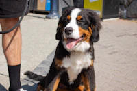 Best Pet-Friendly Hotels and Stays in Whistler for Travelers With Furry Companions