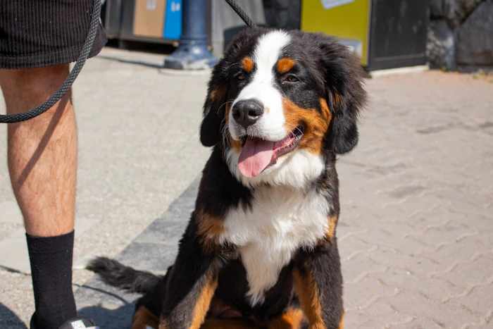 Pet Friendly Stays