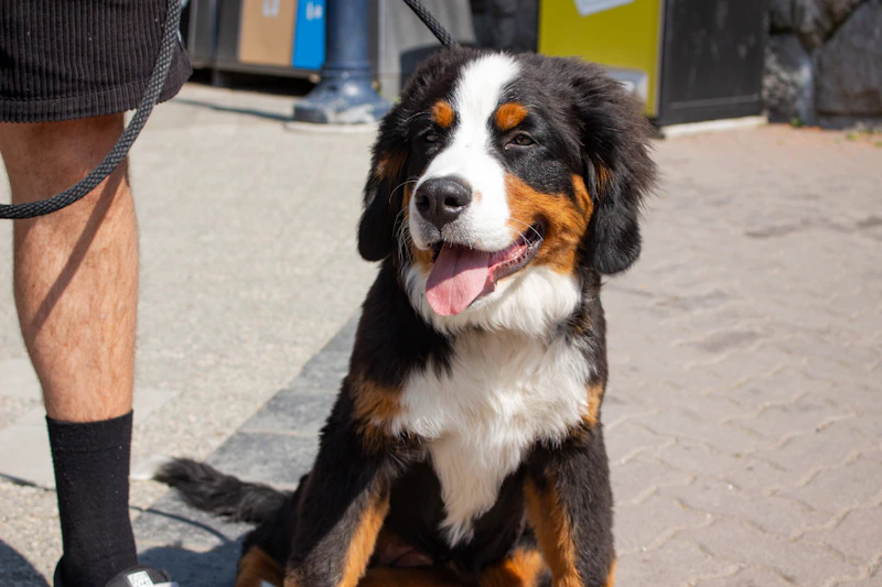 Best Pet-Friendly Hotels and Stays in Whistler for Travelers With Furry Companions