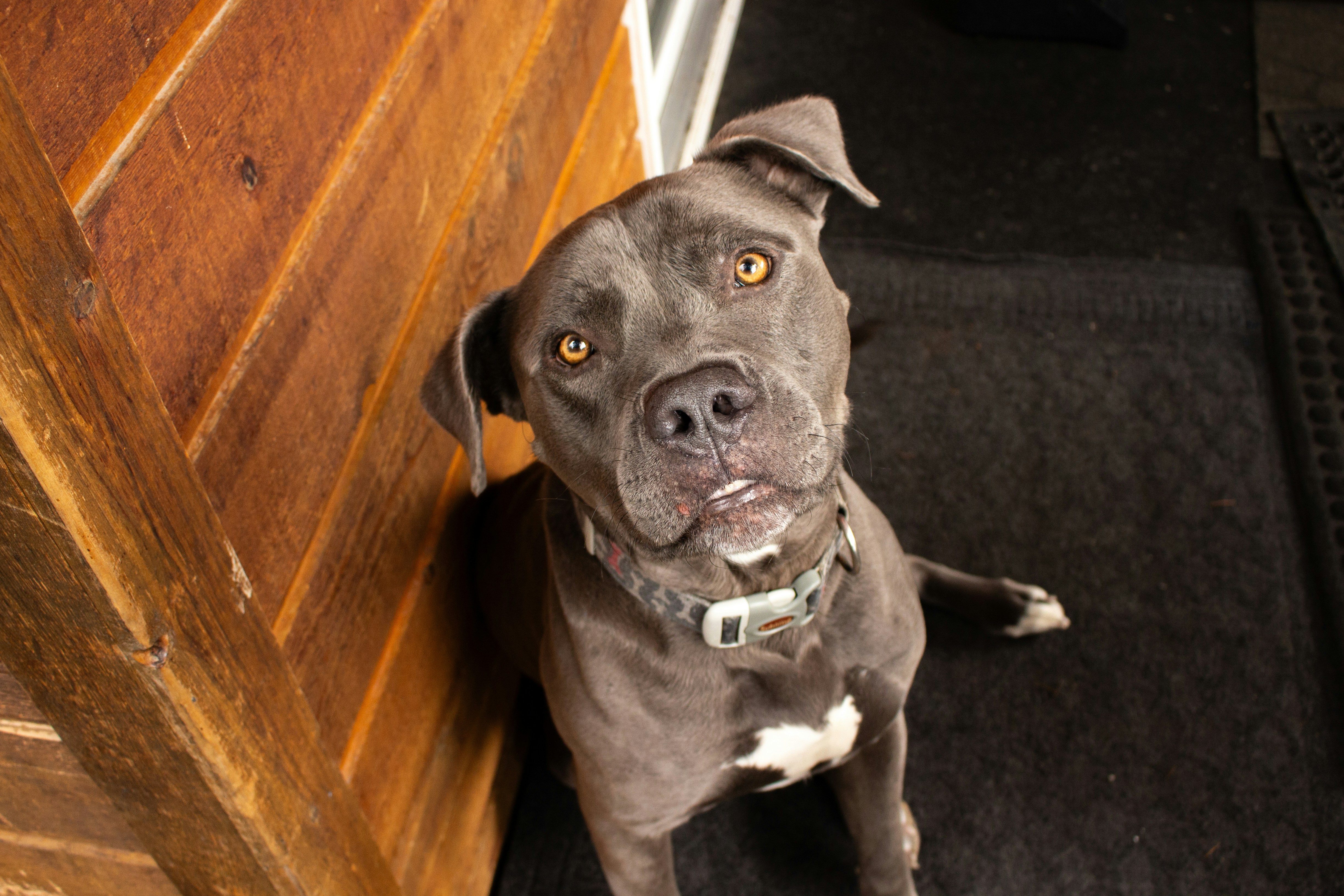 문 옆 바닥에 앉아 있는 개 사진 – Unsplash의 무료 대형견 이미지, image size:3000x2000