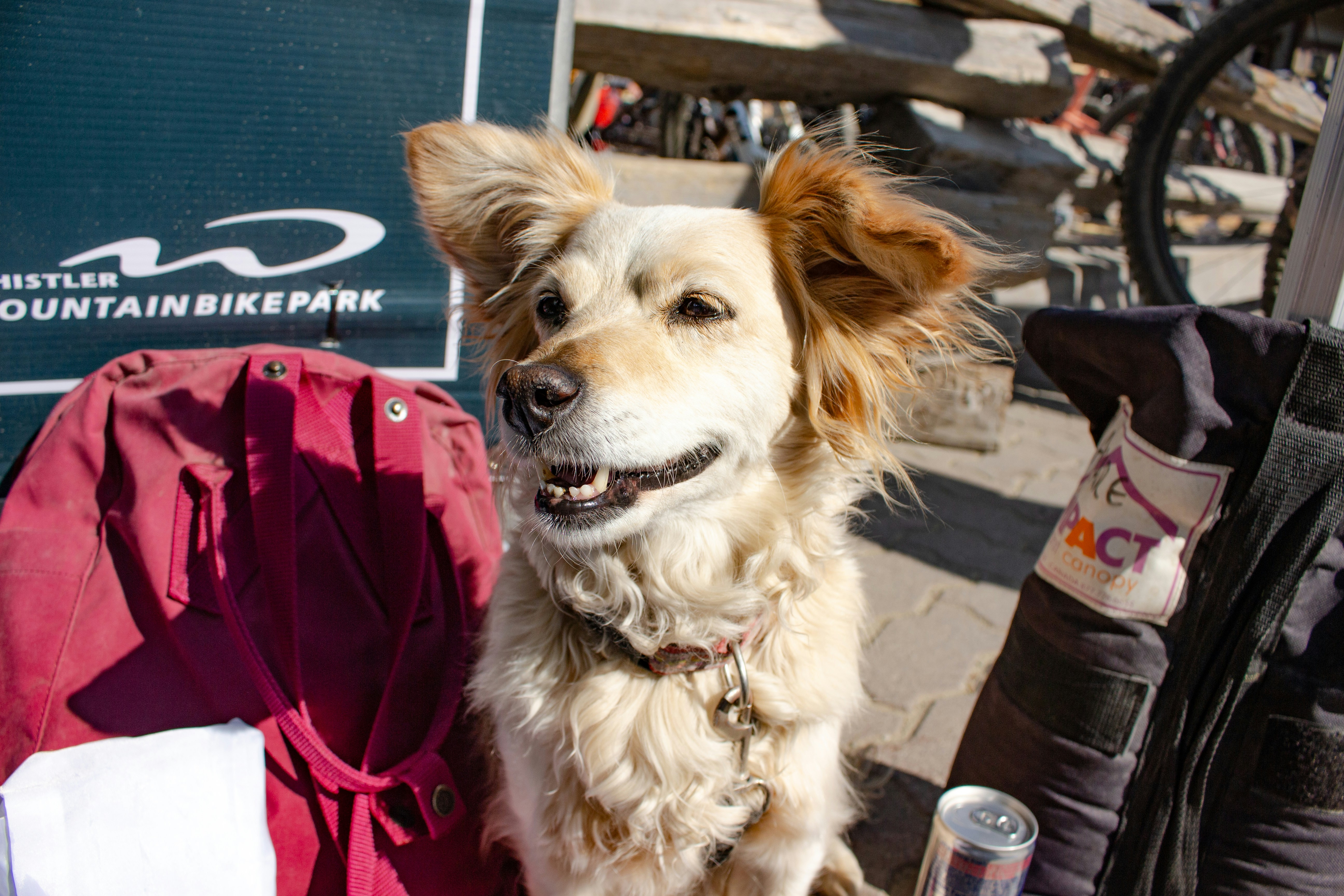 Ein Hund, der auf einer Bank neben einem Rucksack sitzt