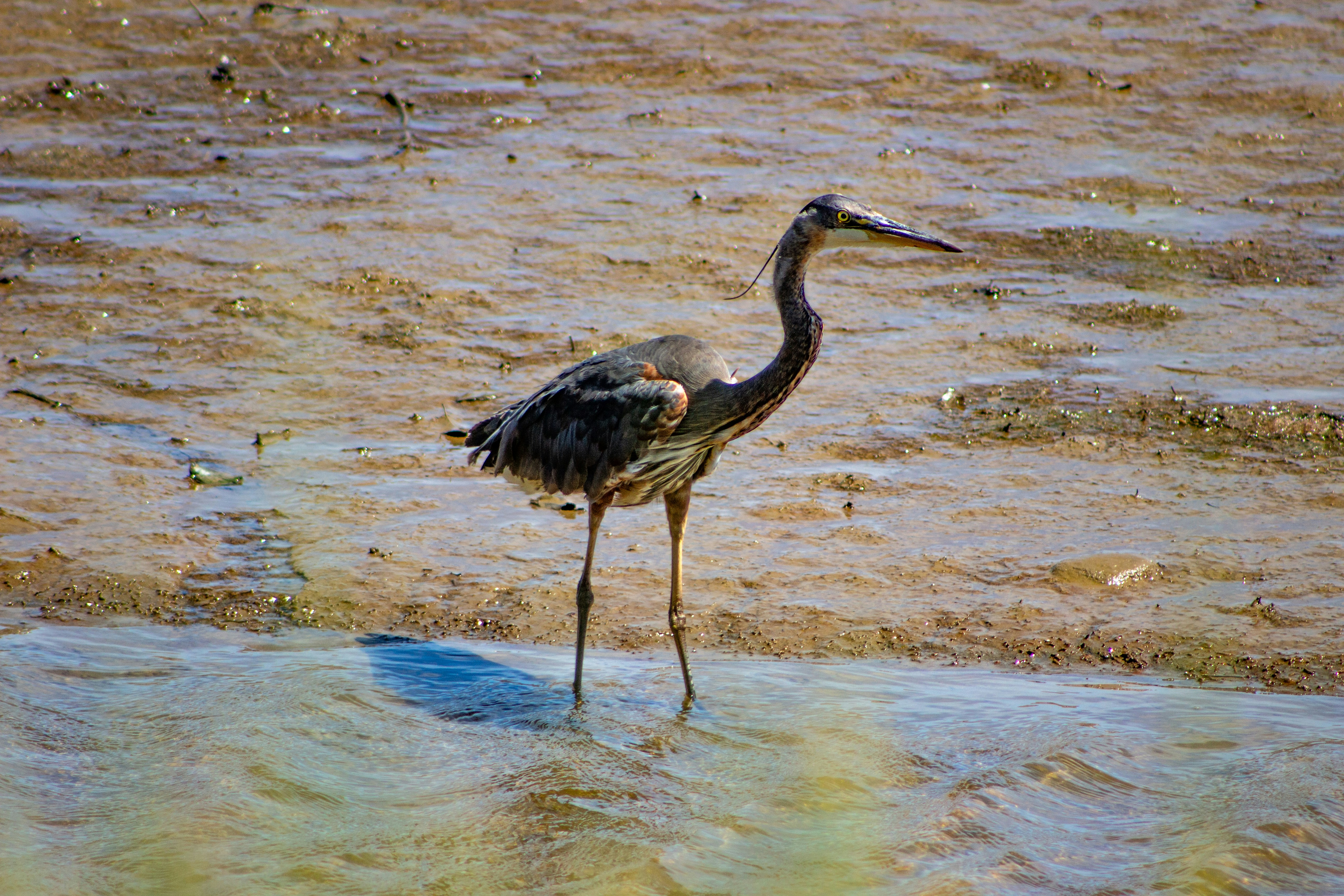 Ein Vogel steht im seichten Wasser