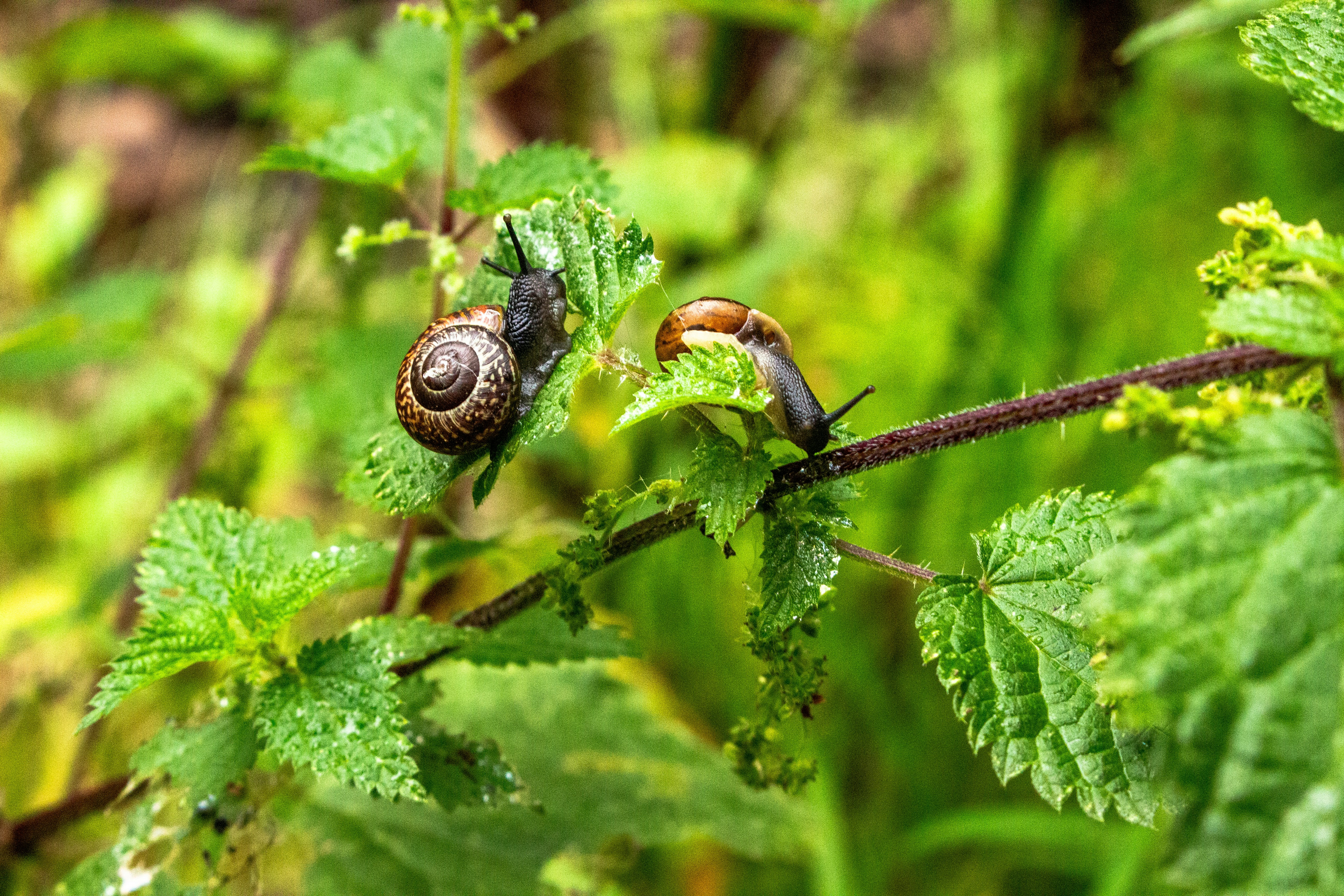A couple of snails sitting on top of a green plant