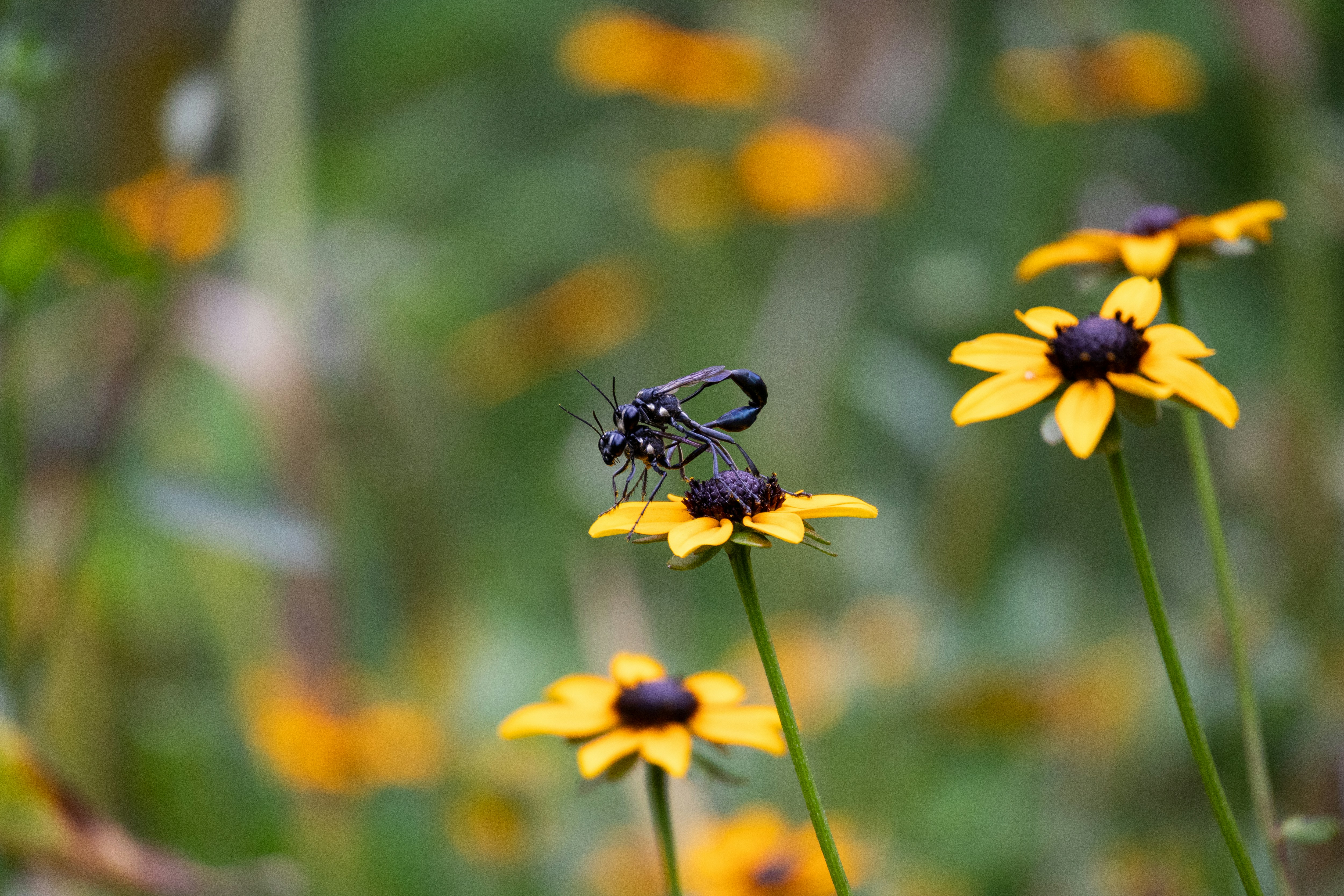 Photo by seraphimchaz