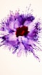 A red and purple flower on a white background