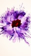 A red and purple flower on a white background