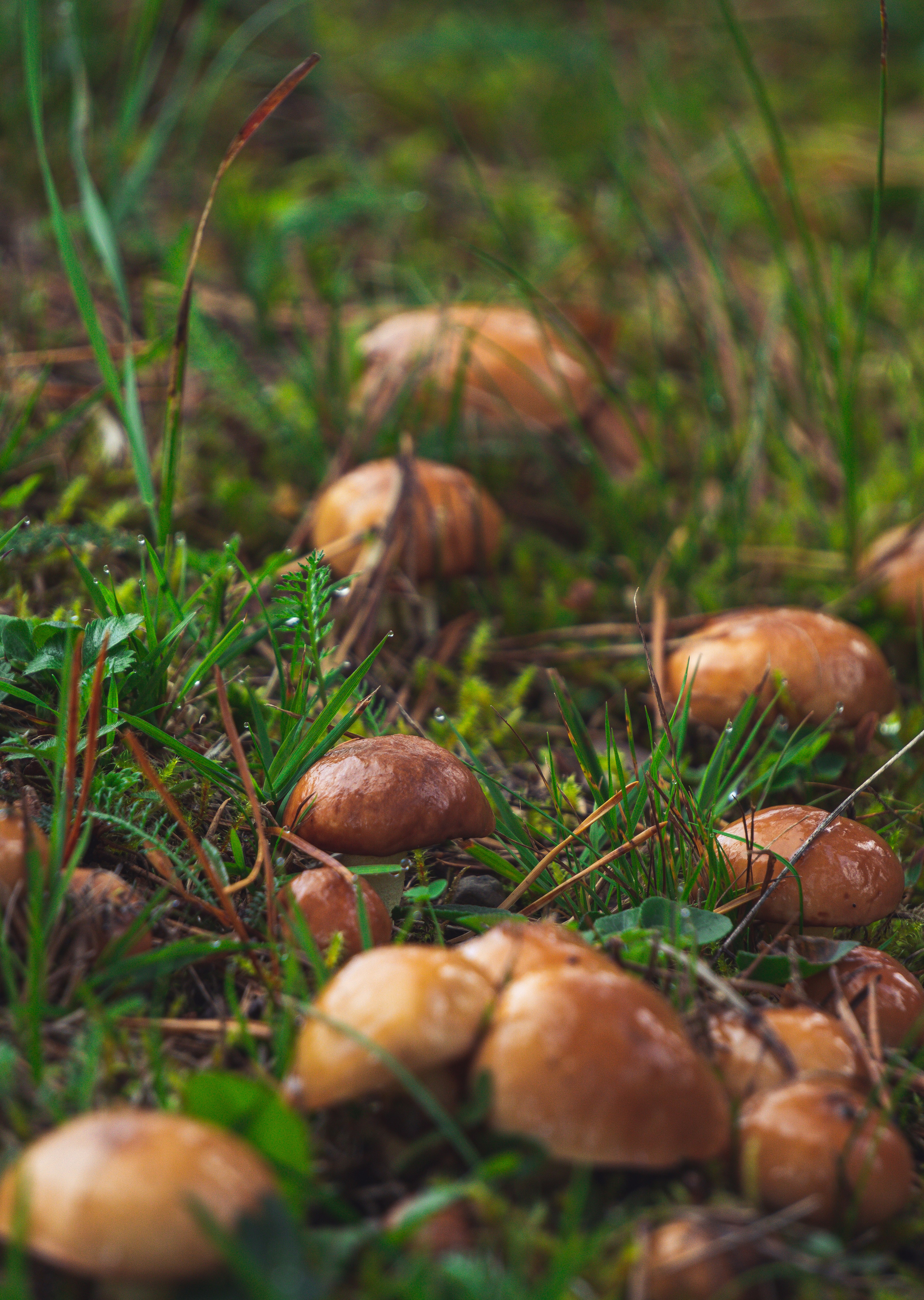 «Армия лилипутов» на вашем столе: Удивительные секреты грибов провинции Юньнань