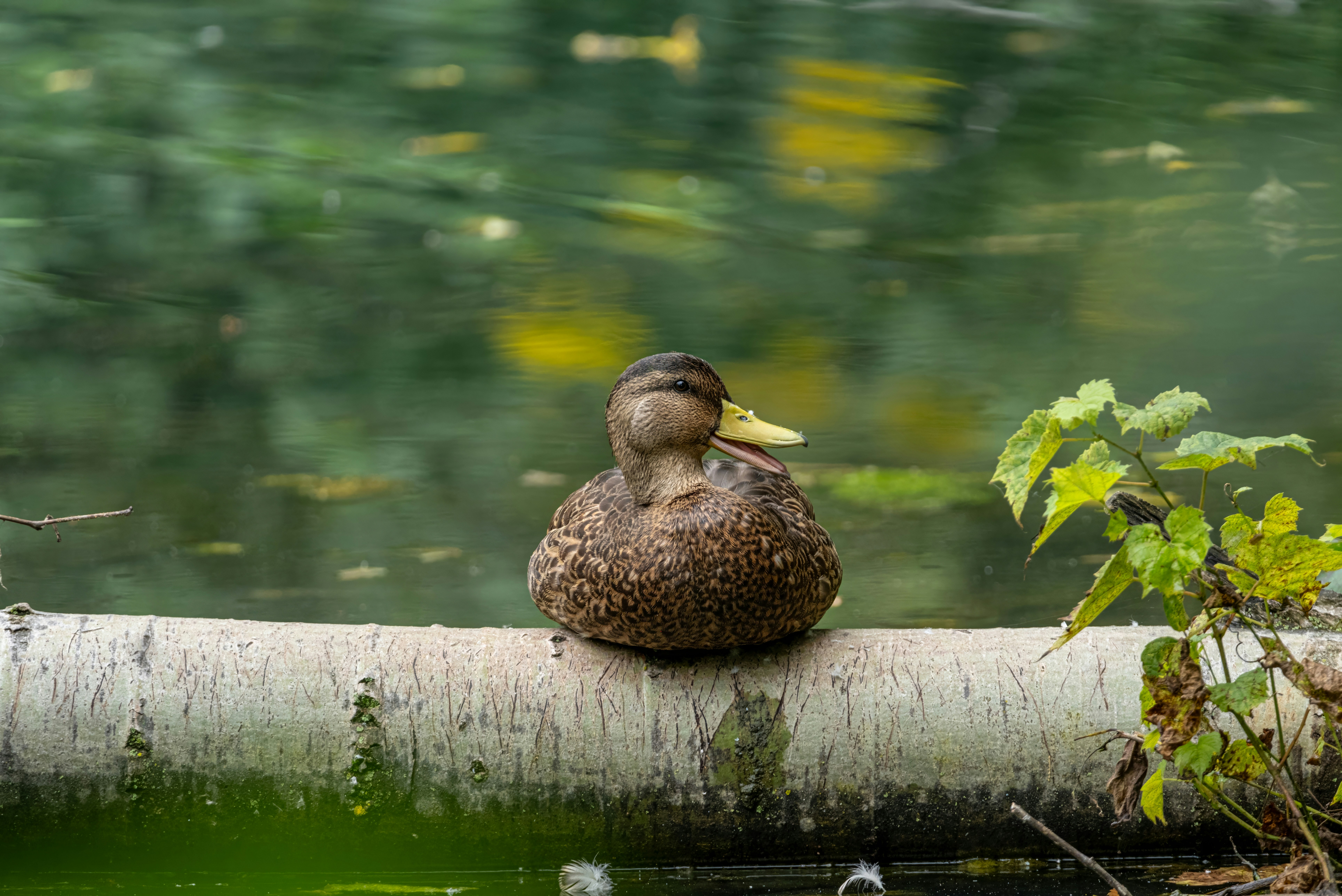 Photo by alexandredaoust