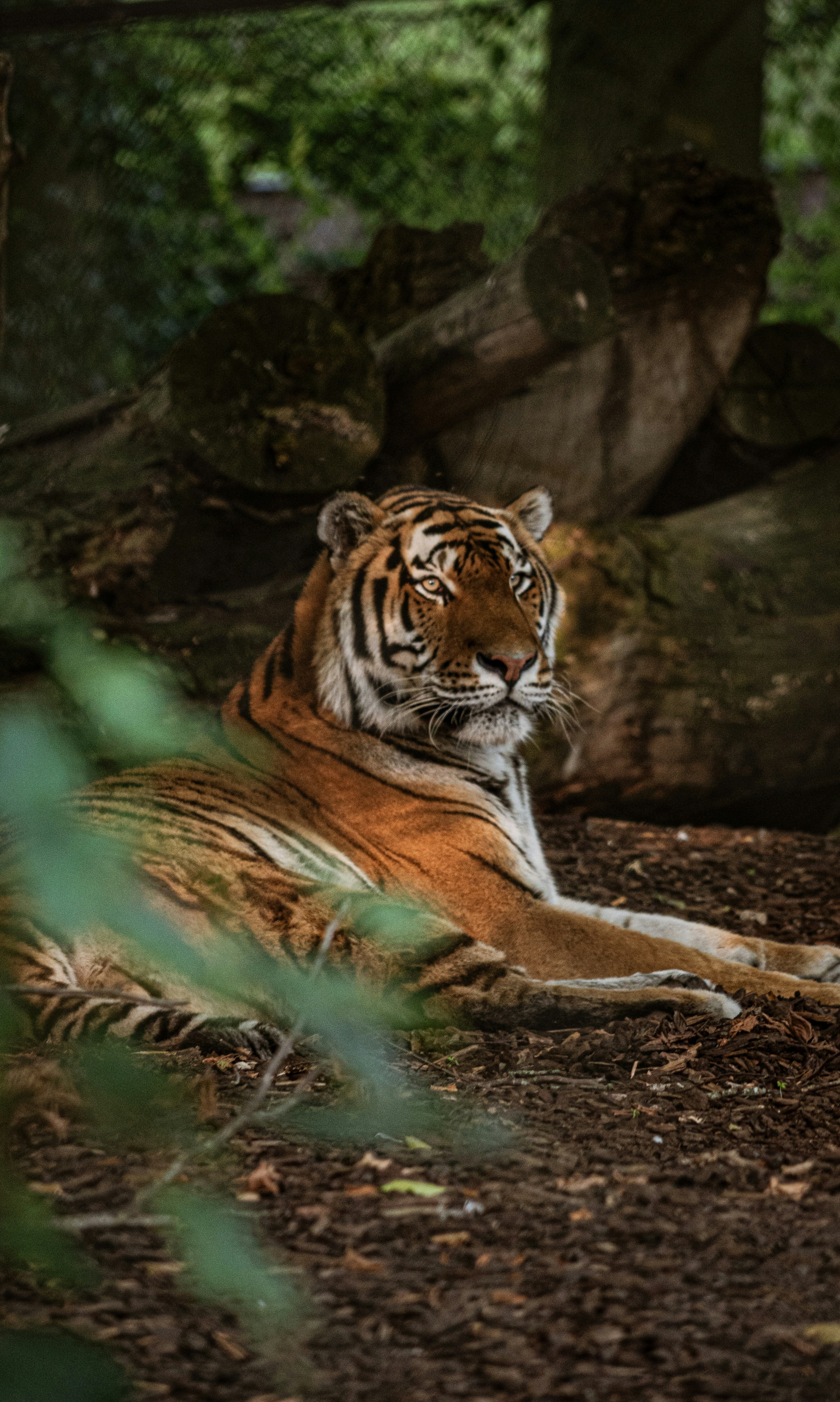 A tiger laying on the ground in a forest
