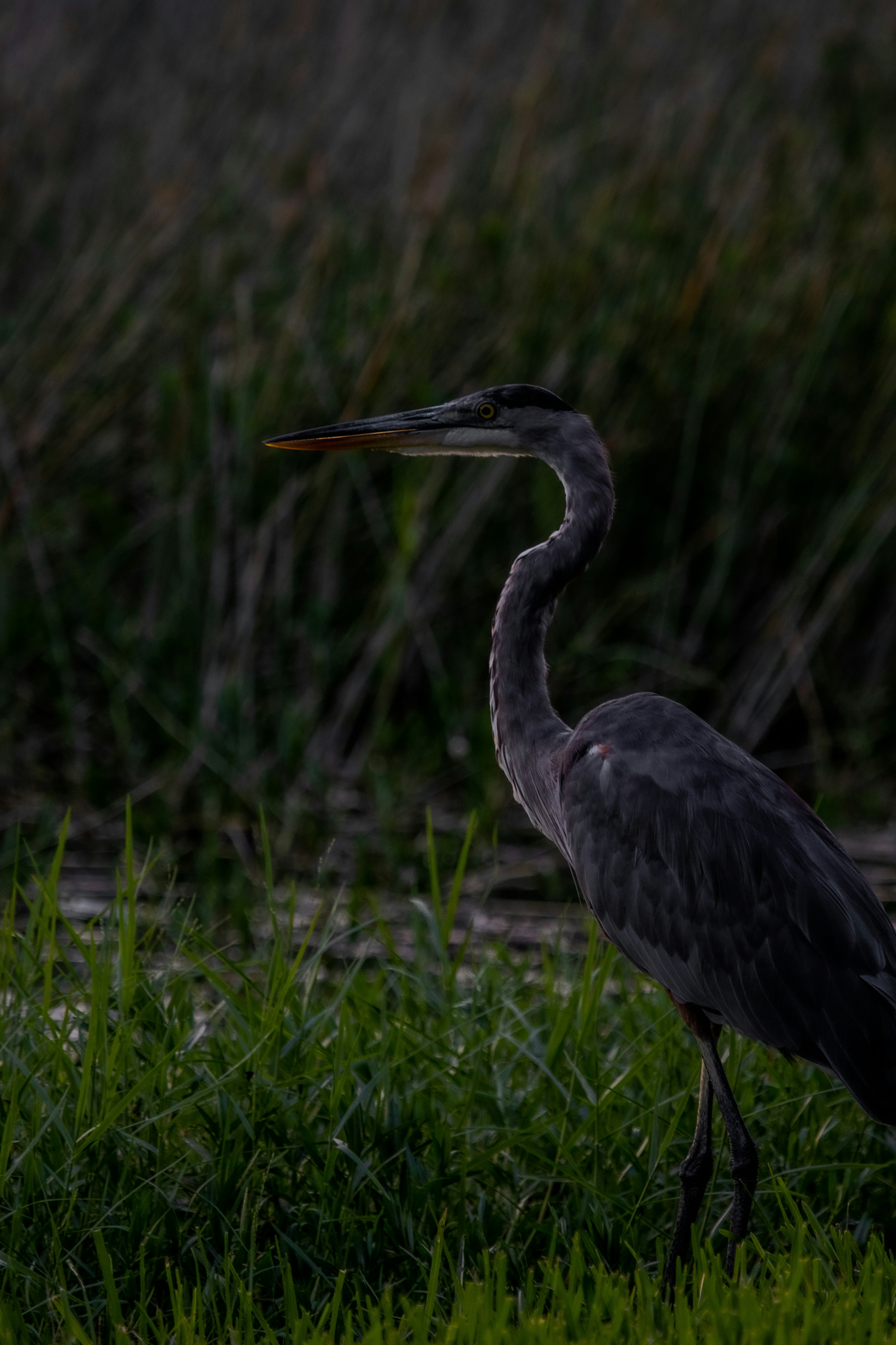 Photo by adriancross05