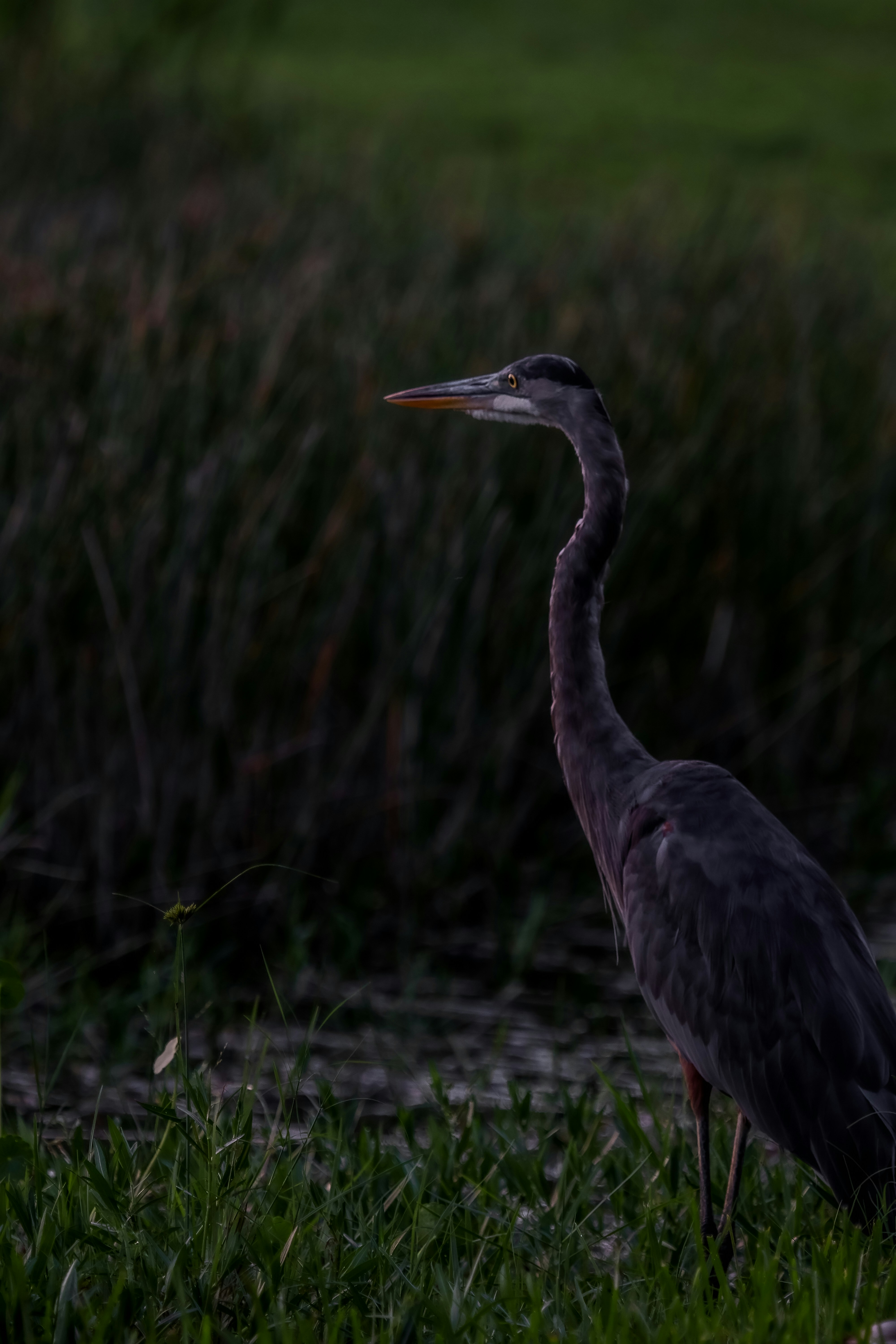 Photo by adriancross05