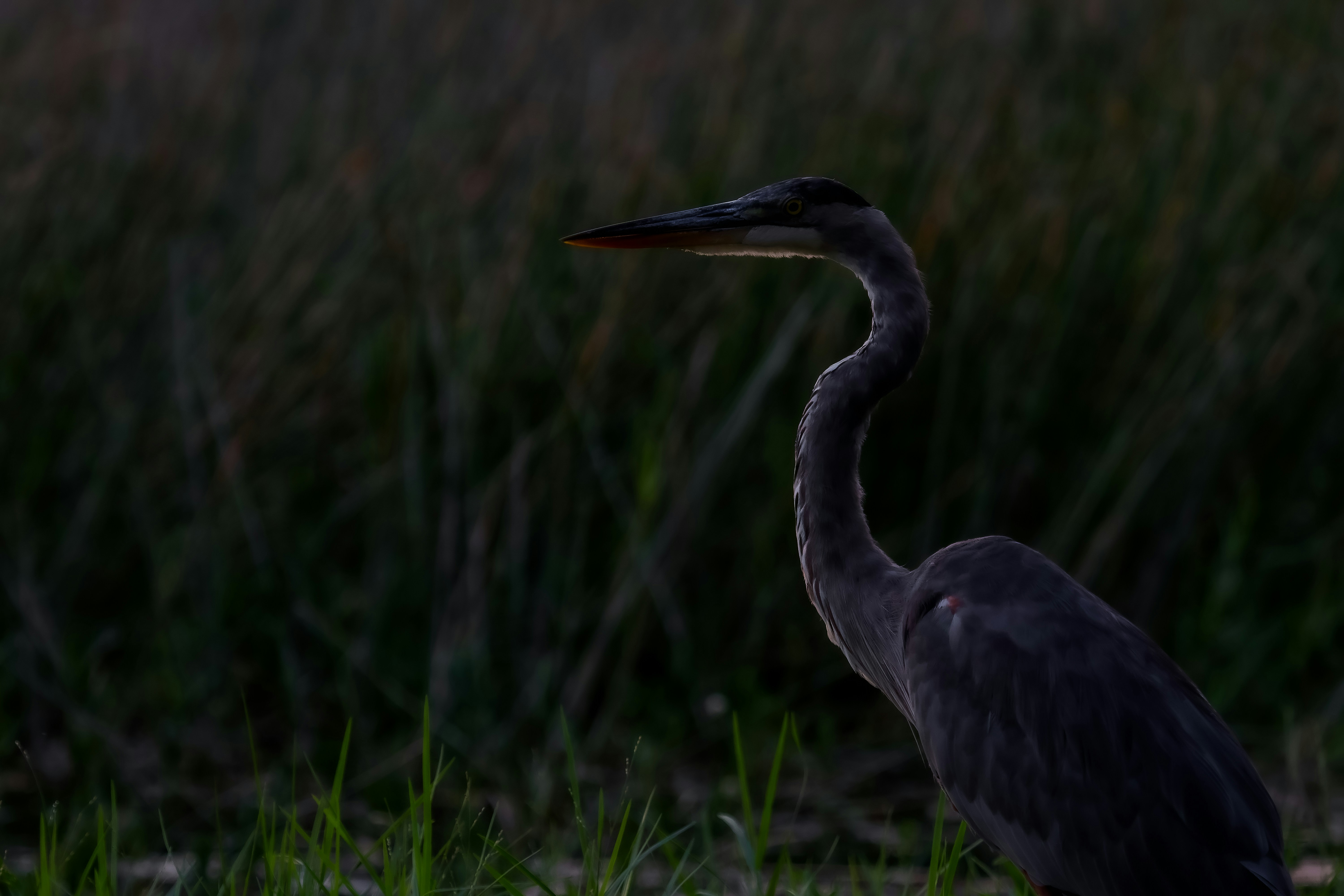 Photo by adriancross05