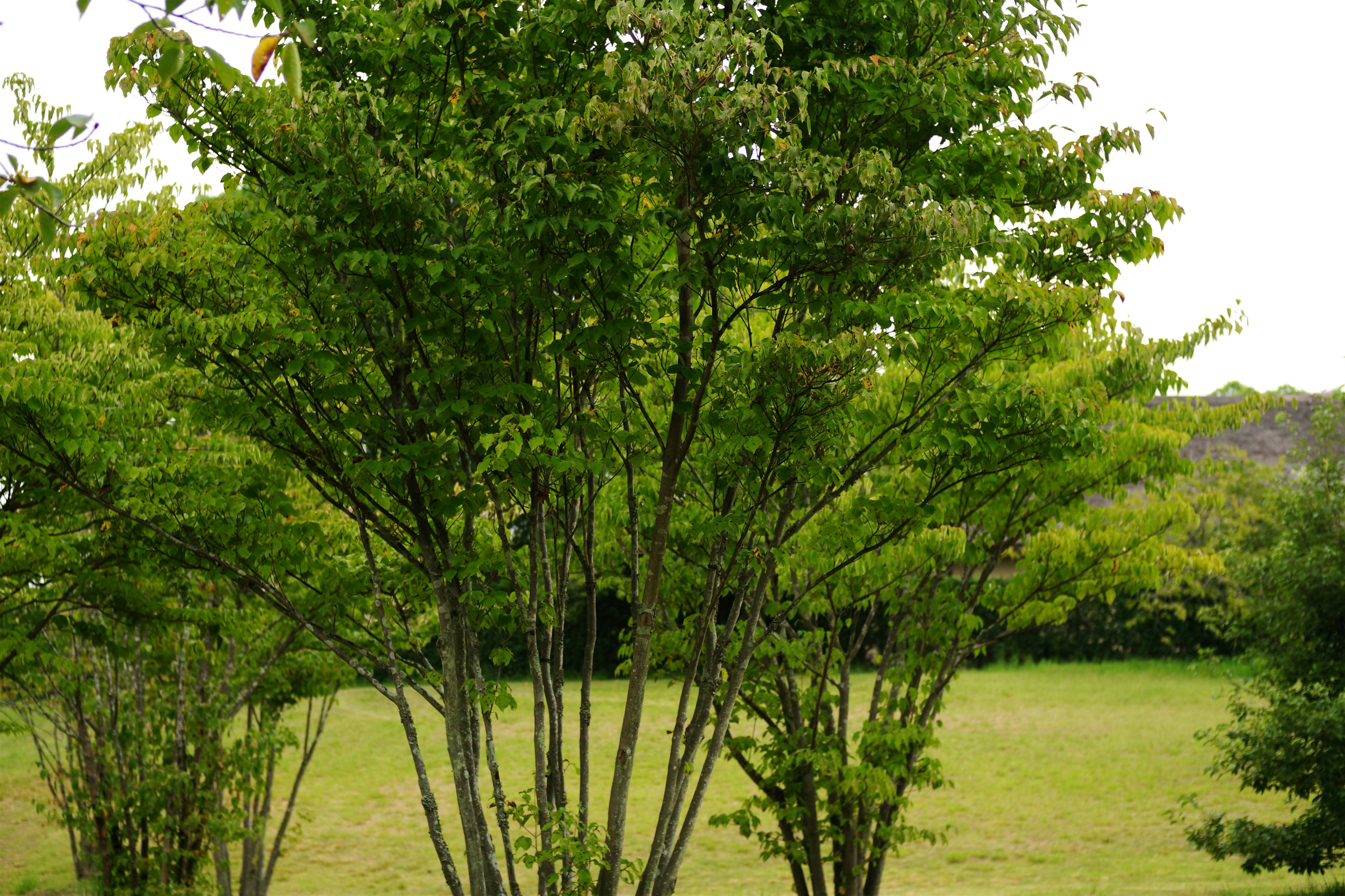 A bench sitting in the middle of a field