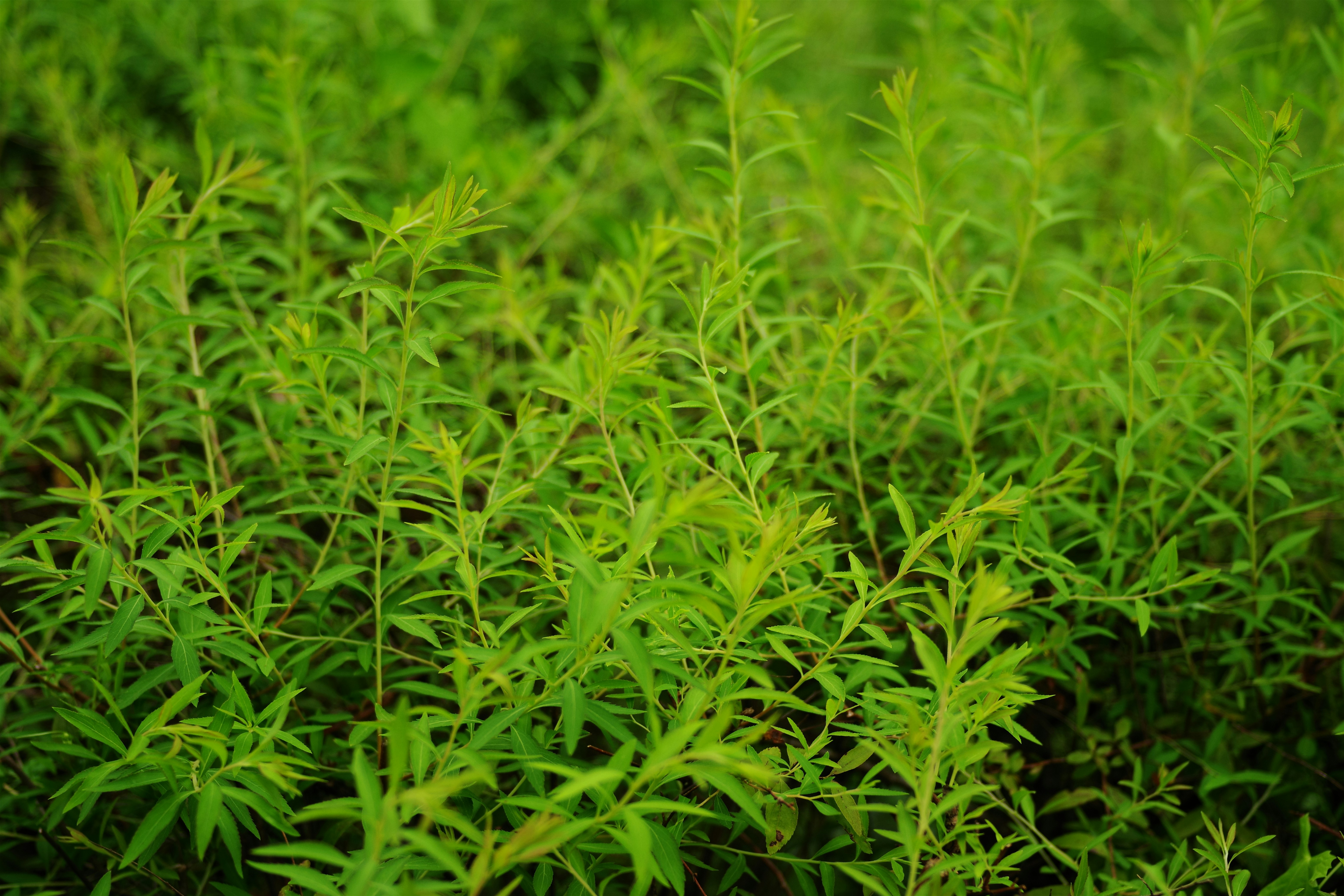 A close up of a plant with green leaves