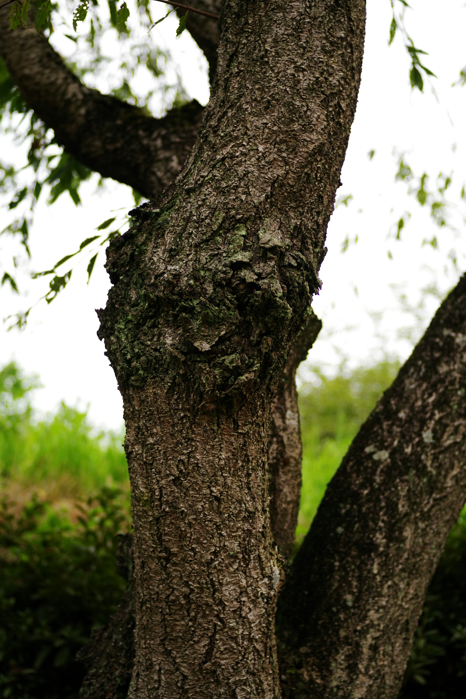 A black and white cat sitting on top of a tree
