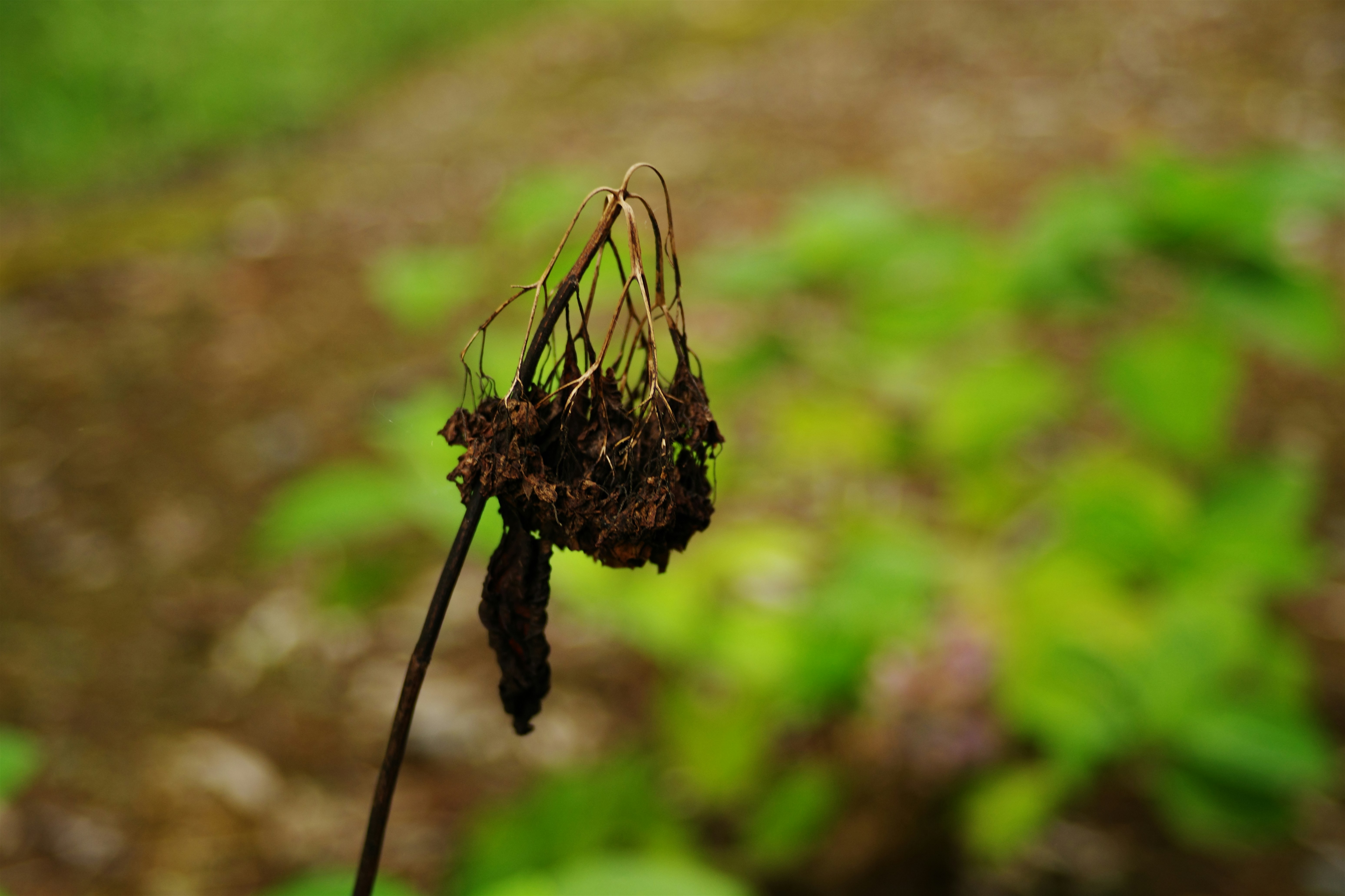 Photo by naopp