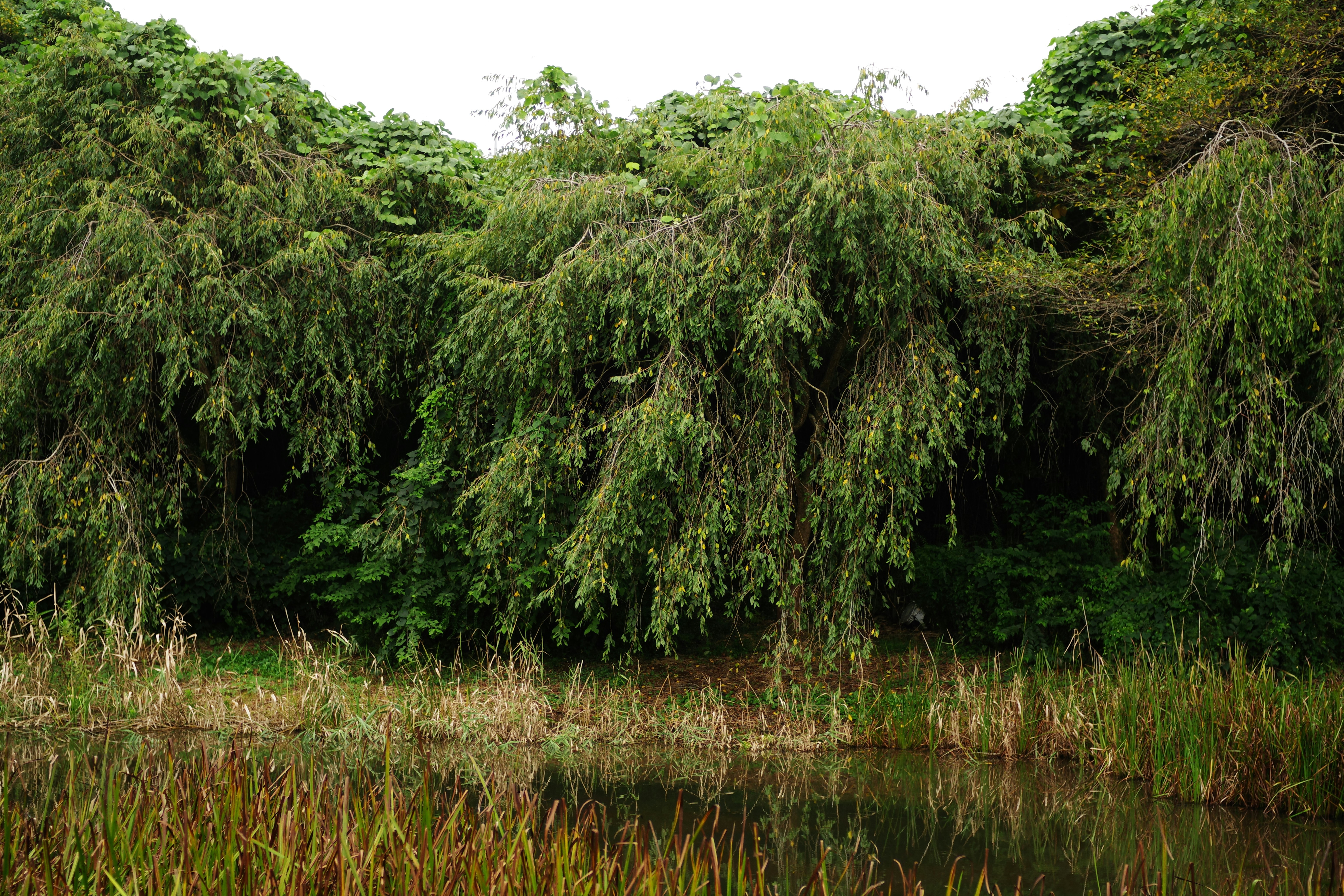 😱震驚！99%的人都錯了！2024家居真相曝光，看完你家直接升級豪宅！
