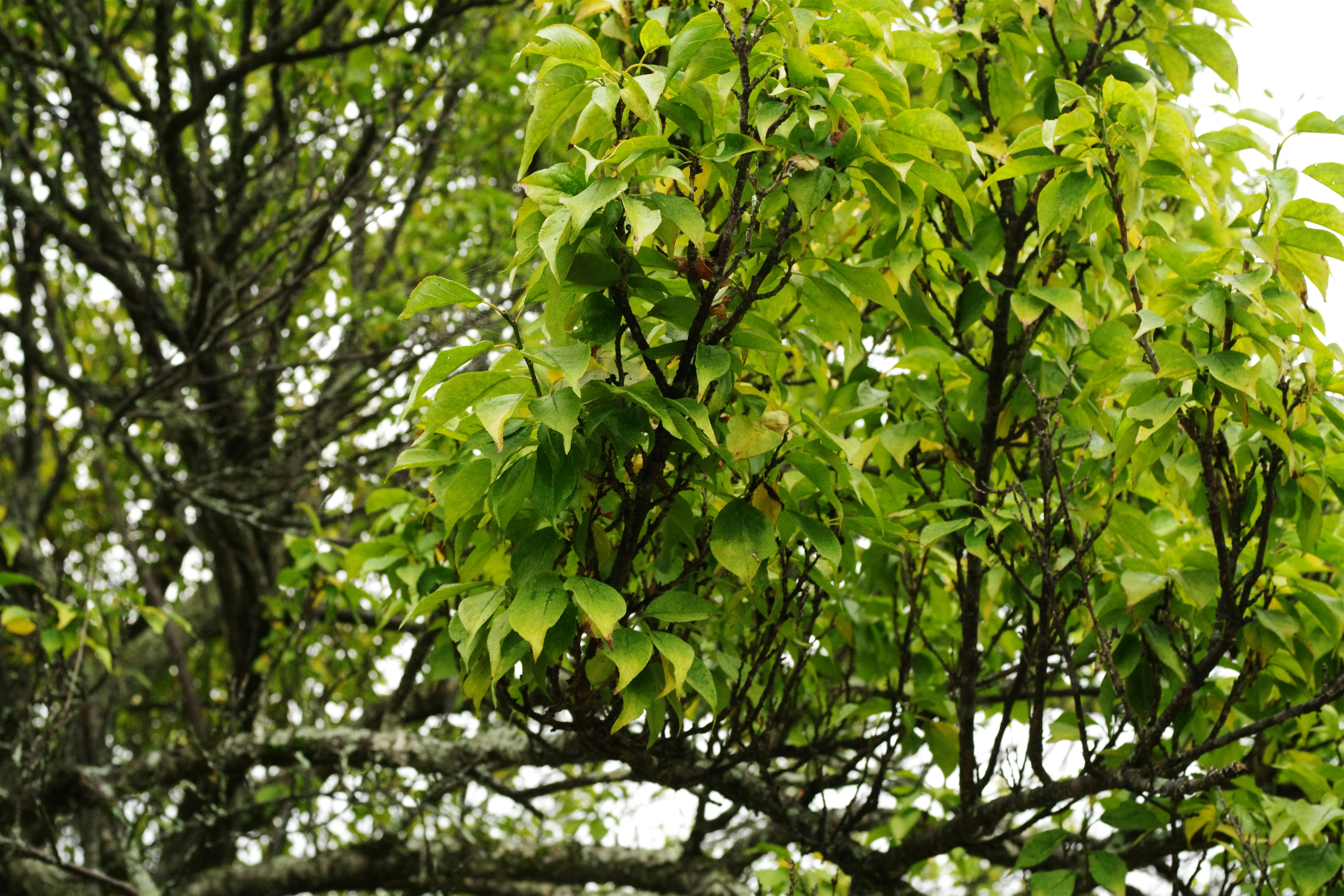 媽呀！廚房水管塞爆？阿嬤的神秘粉末一撒，隔天暢通到嚇死你！