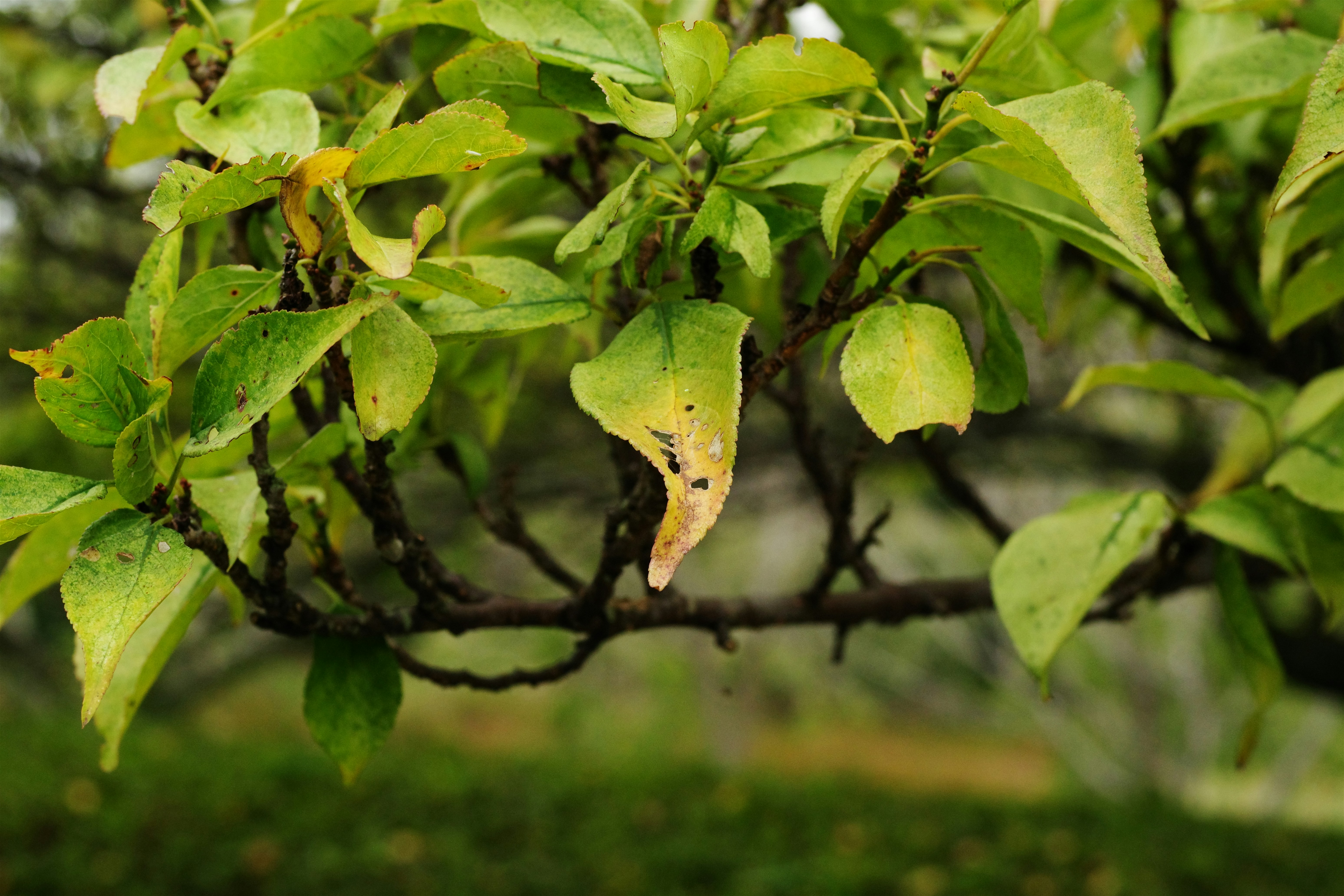 A bird is perched on a branch of a tree