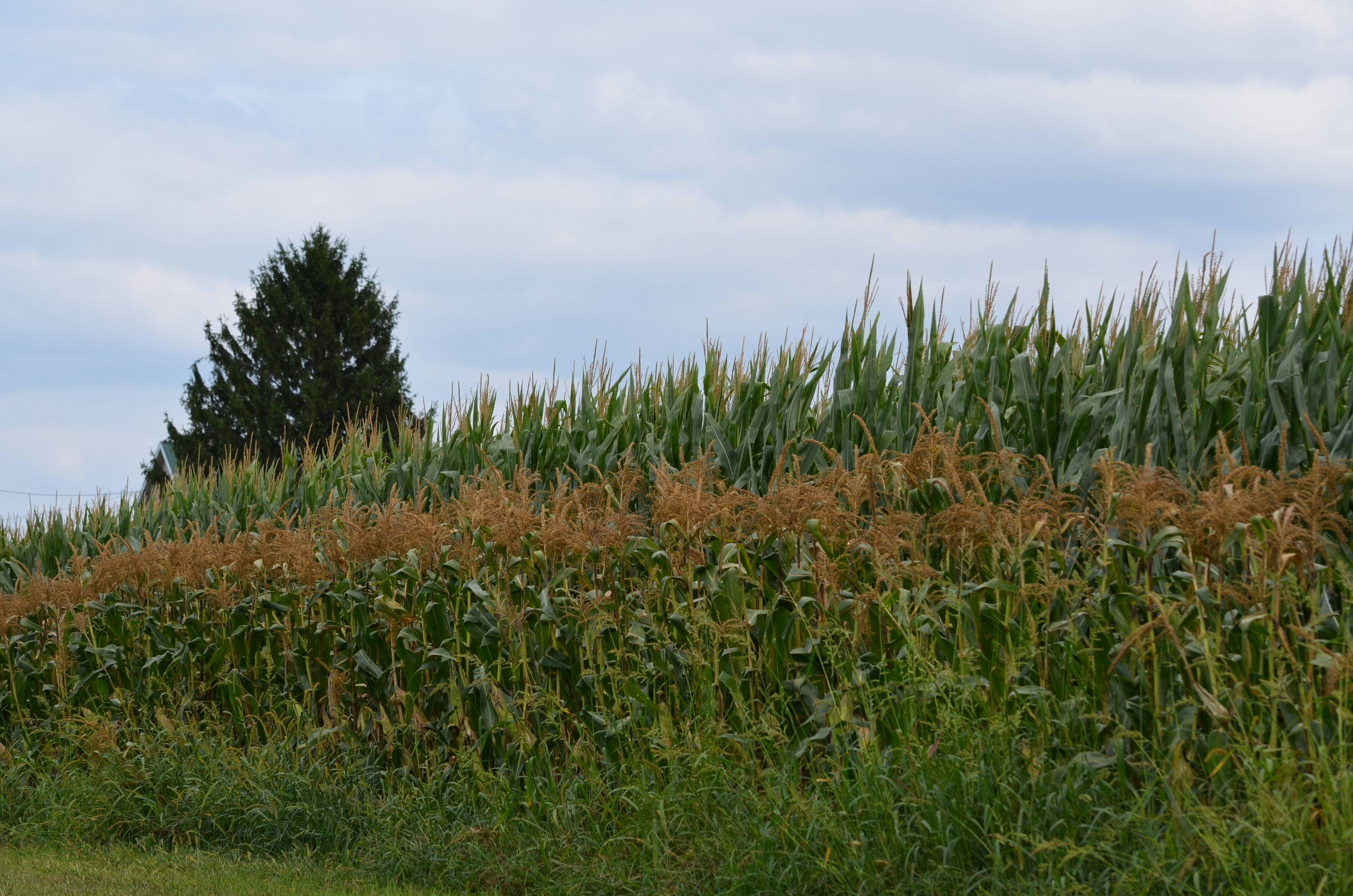 トウモロコシ畑の隣の道路を自転車で走る男性の写真 – Unsplashのトウモロコシ畑の無料画像, image size:3000x1987