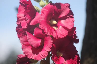 A close up of a pink flower on a tree
