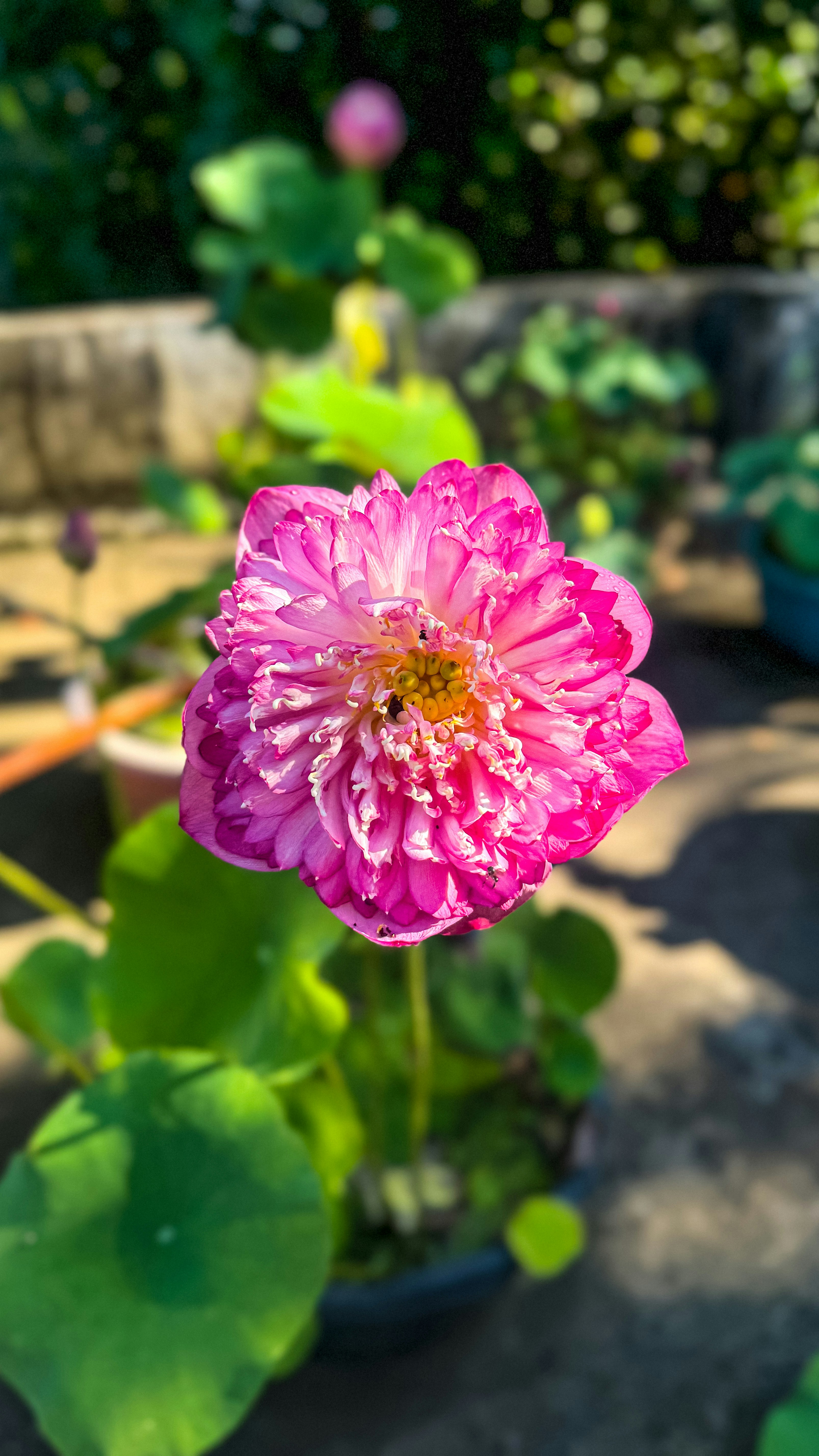 A pink flower is blooming in a garden