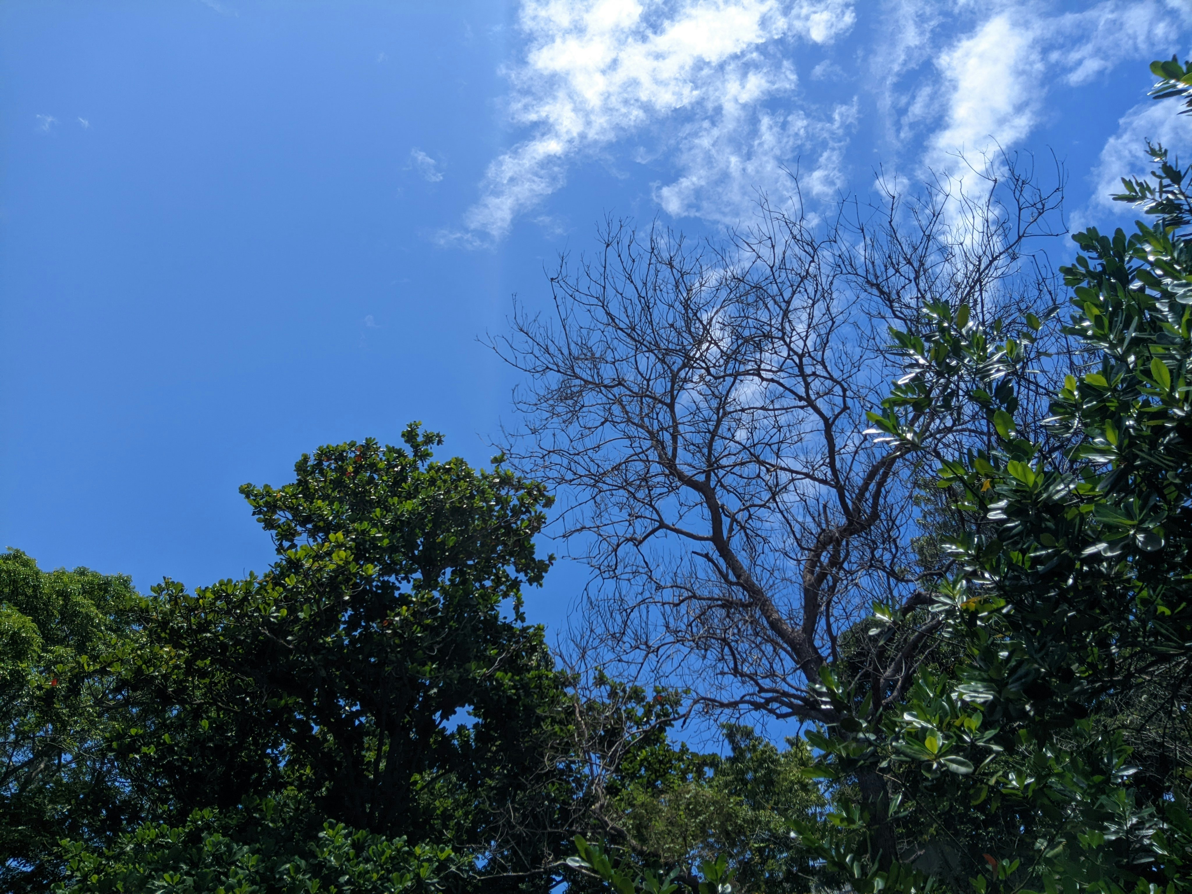A blue sky with some clouds and trees