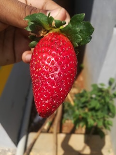 A person holding a strawberry in their hand