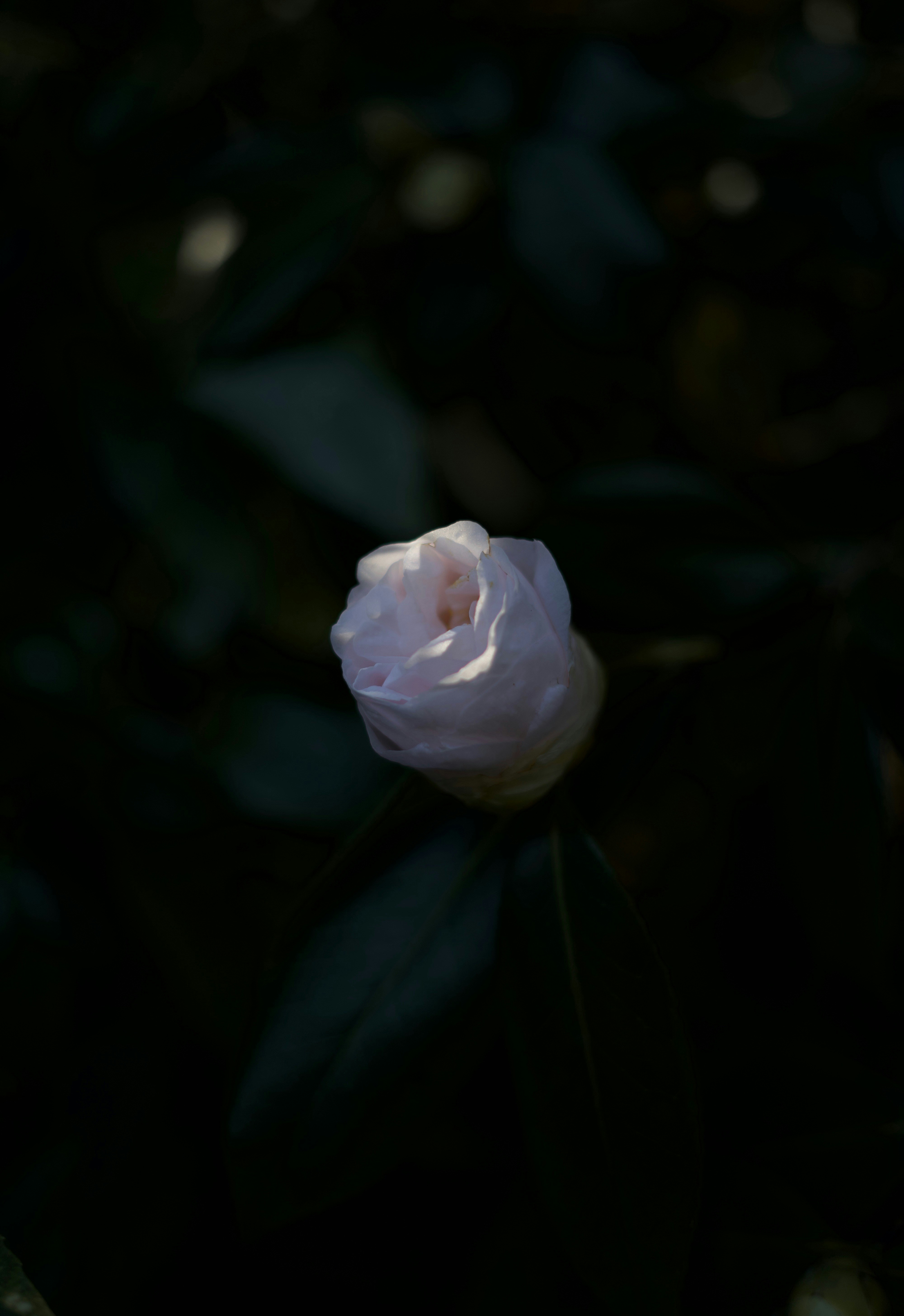 Photo by kris_verityamm