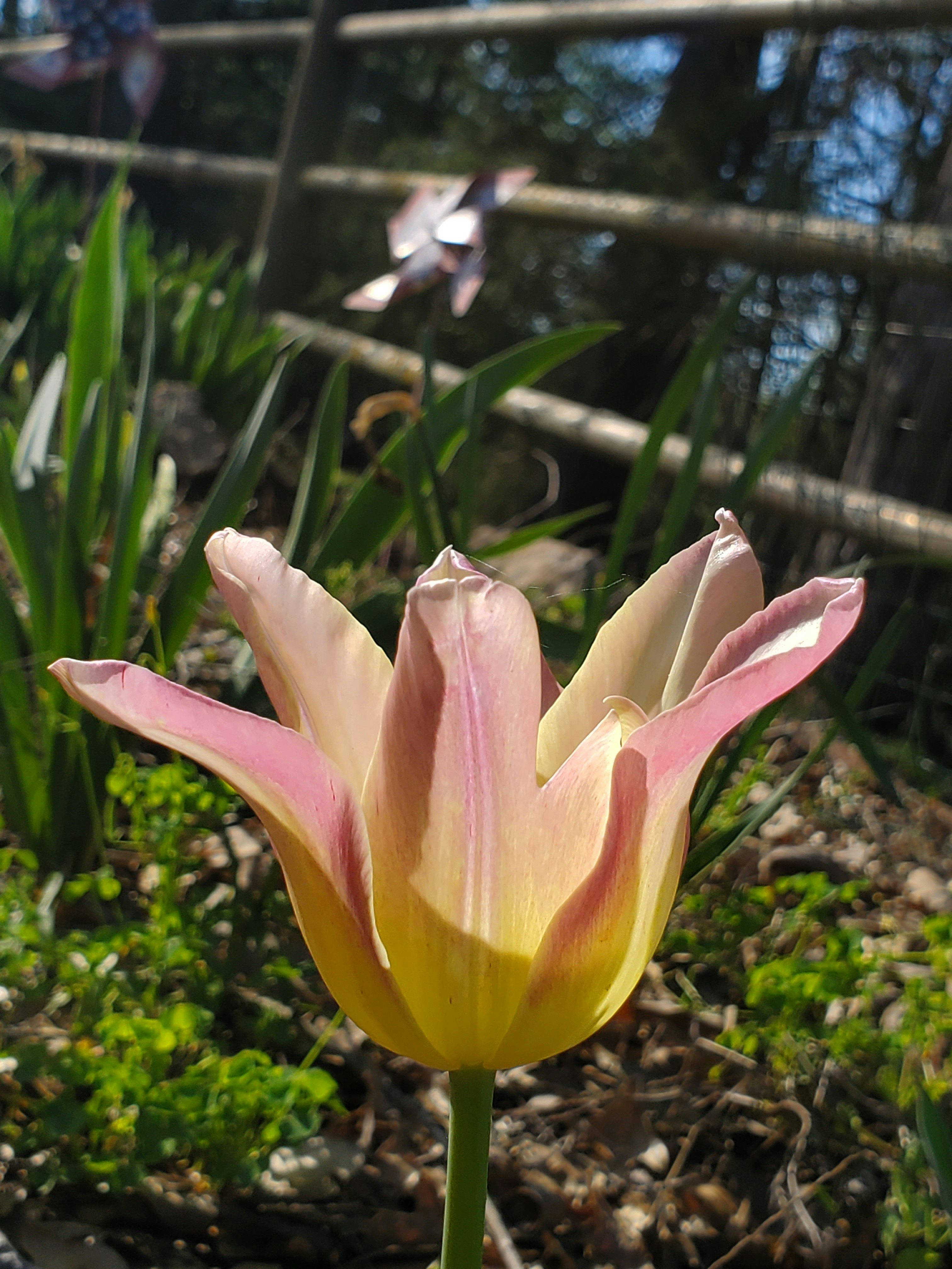 A pink and yellow flower in a garden