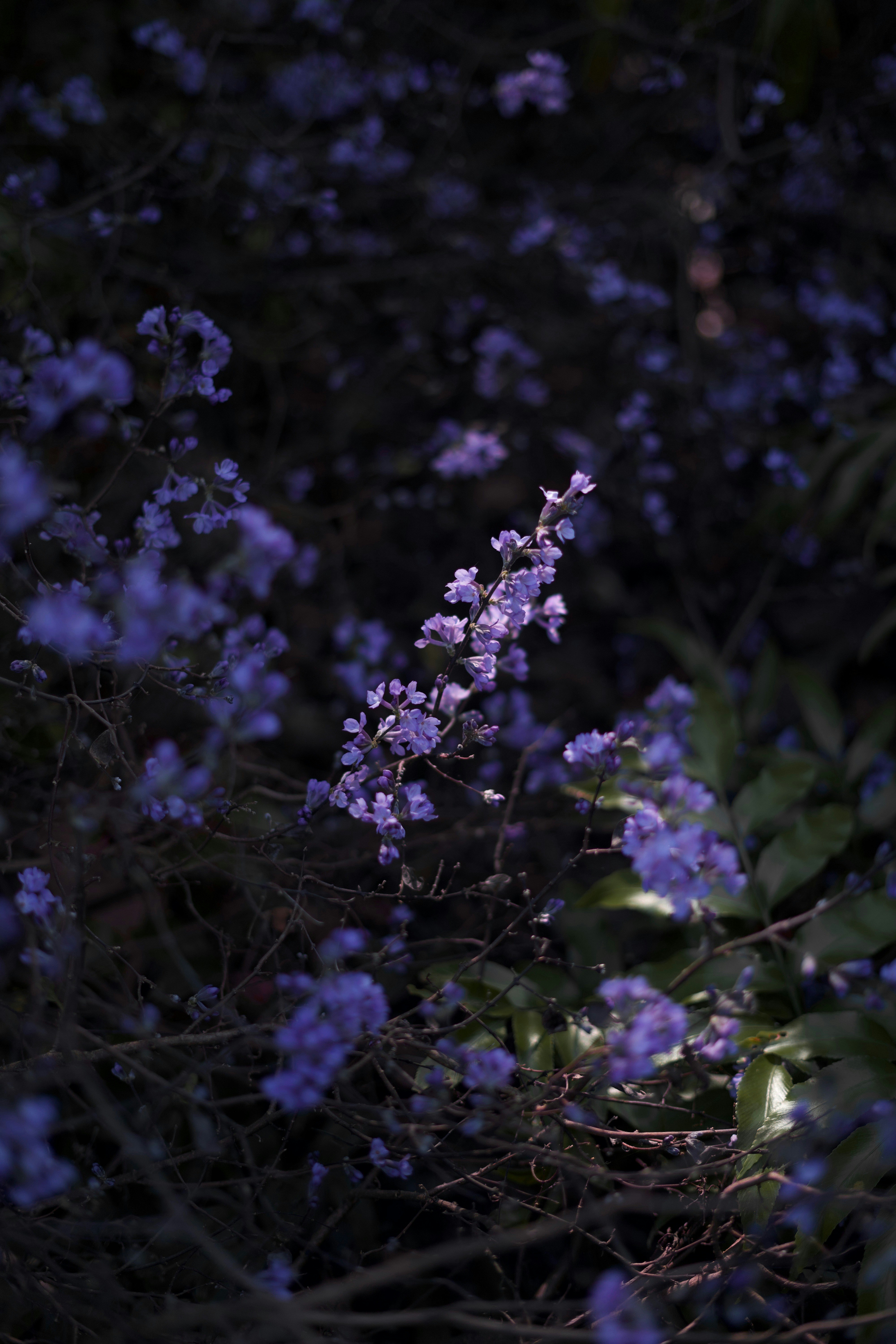 Photo by kris_verityamm