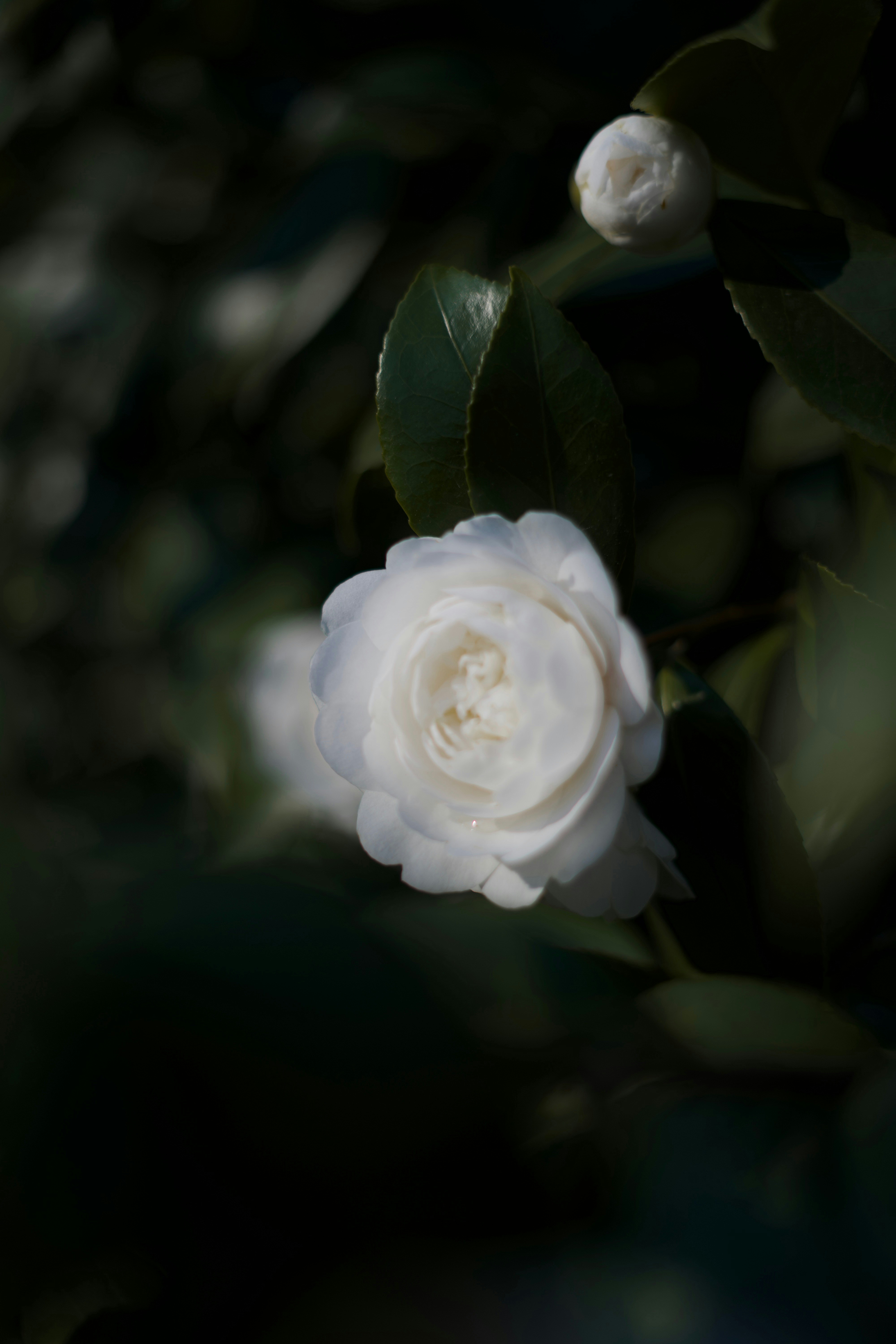 Photo by kris_verityamm