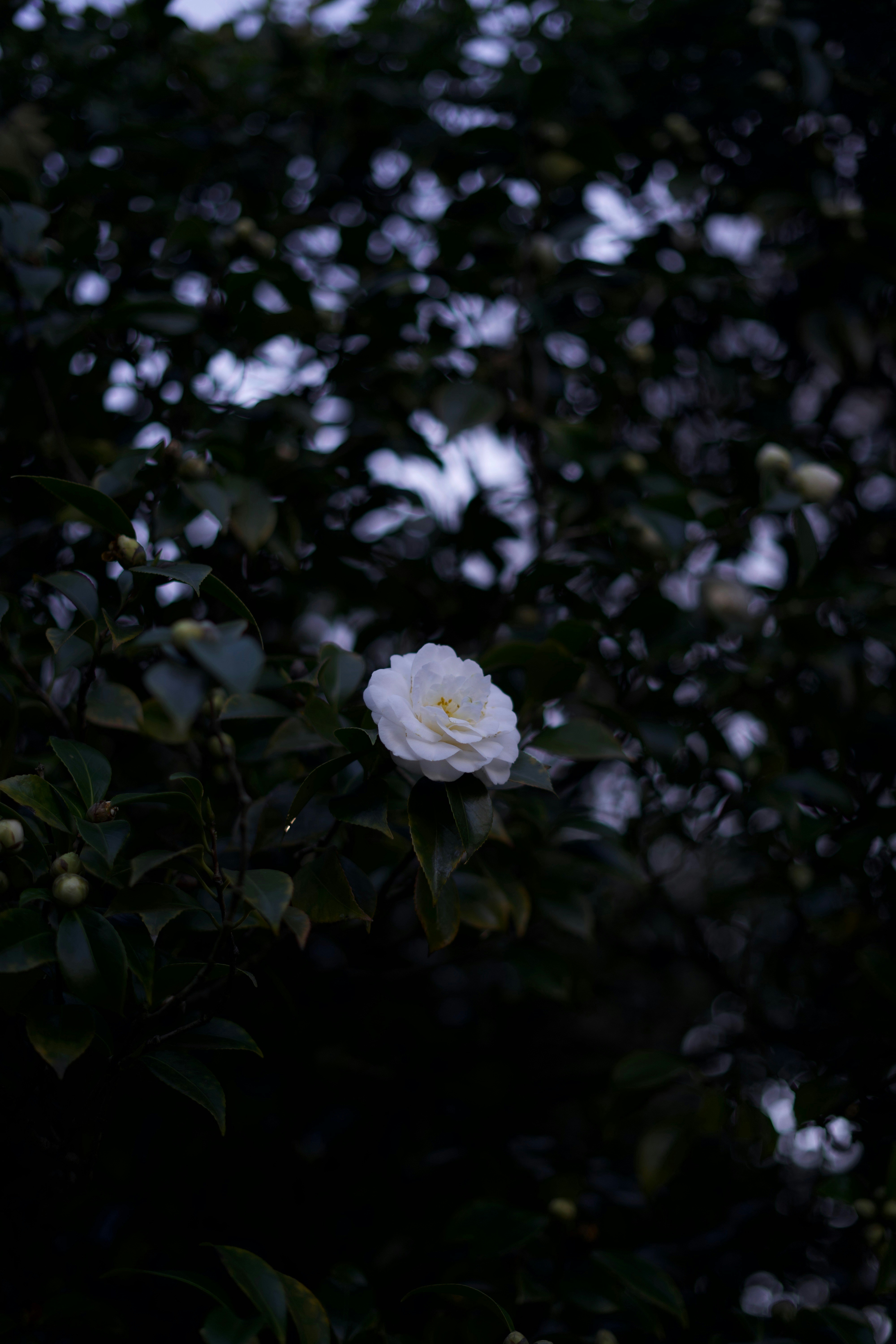 Photo by kris_verityamm