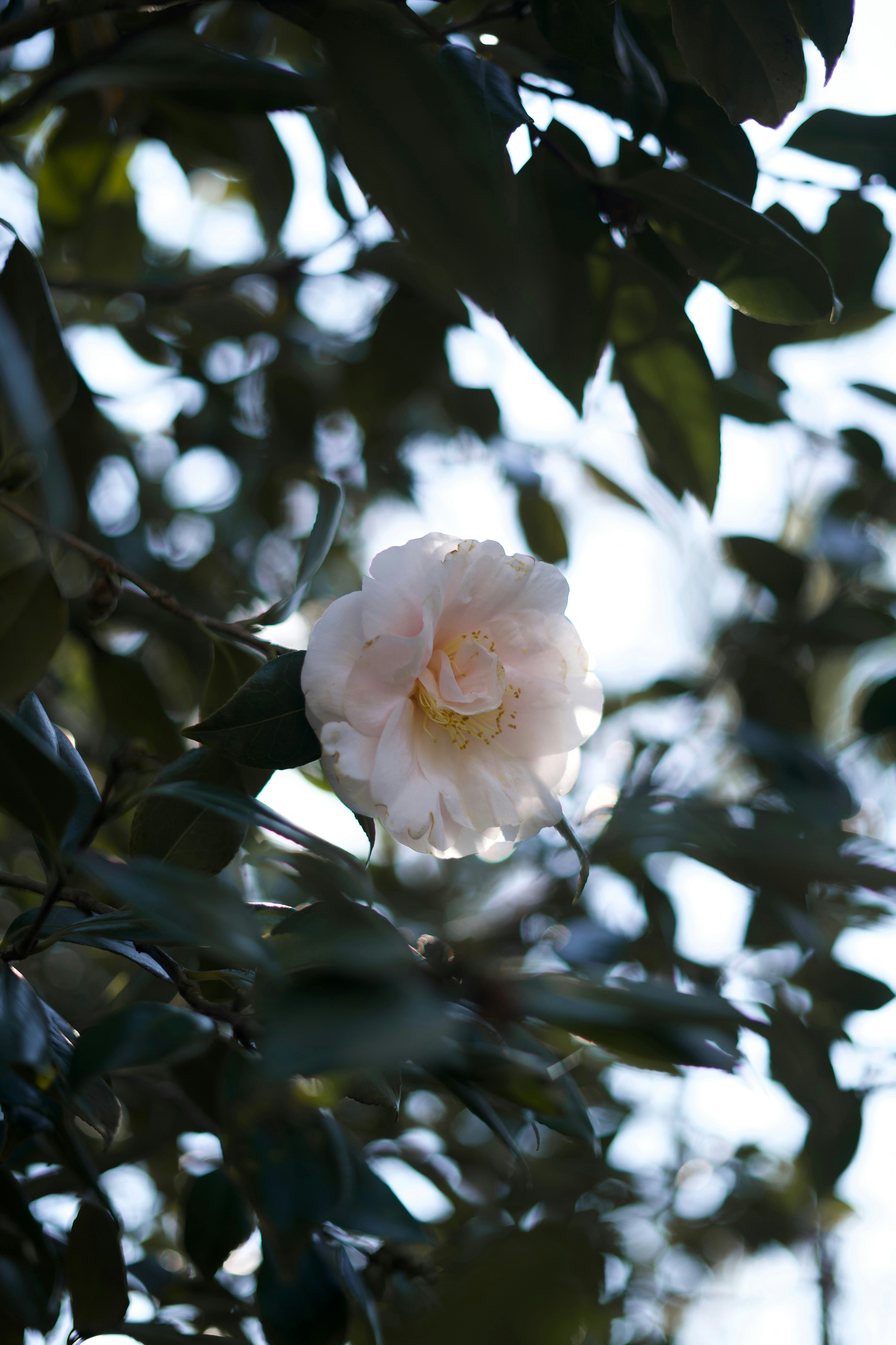 Photo by kris_verityamm