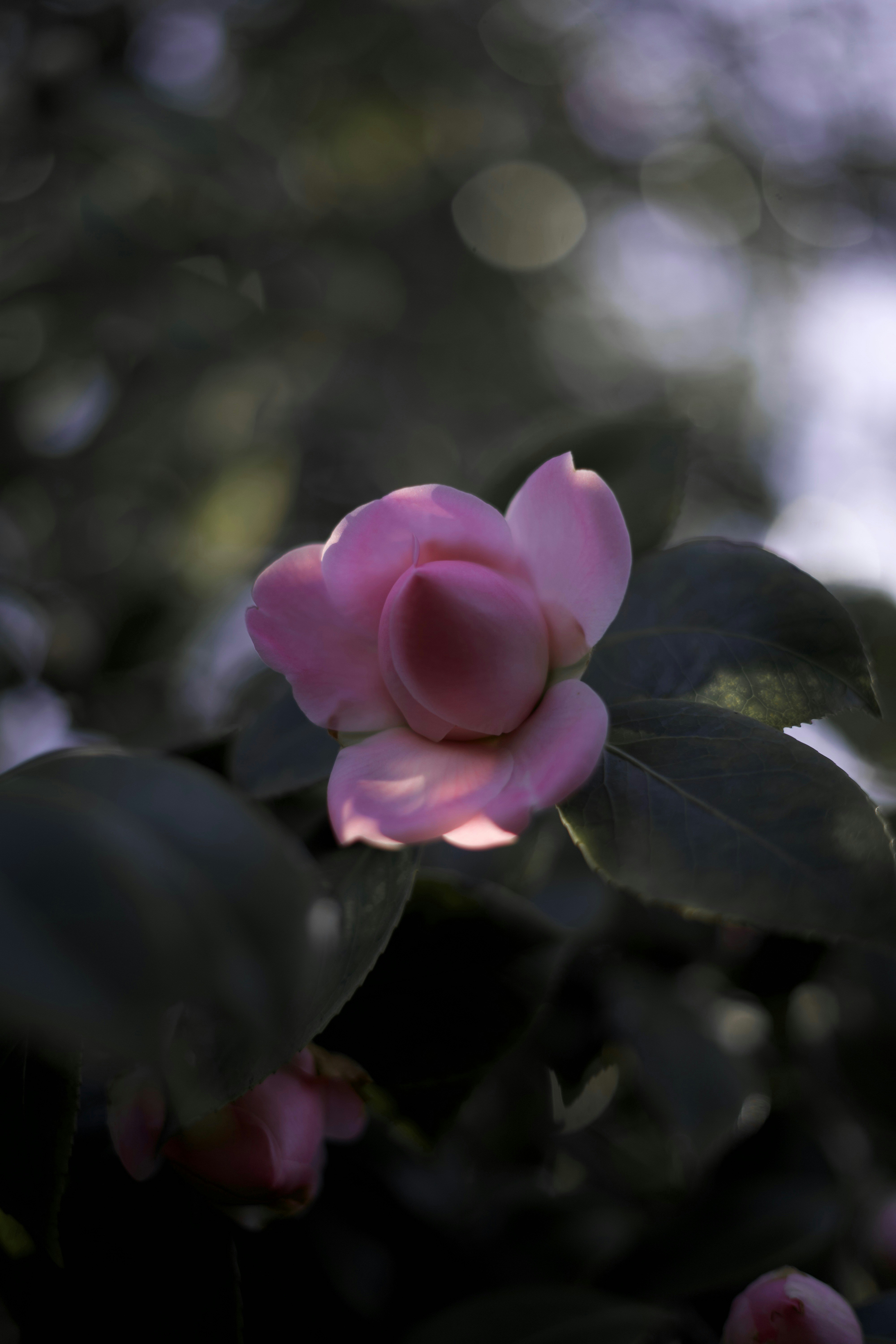 Photo by kris_verityamm