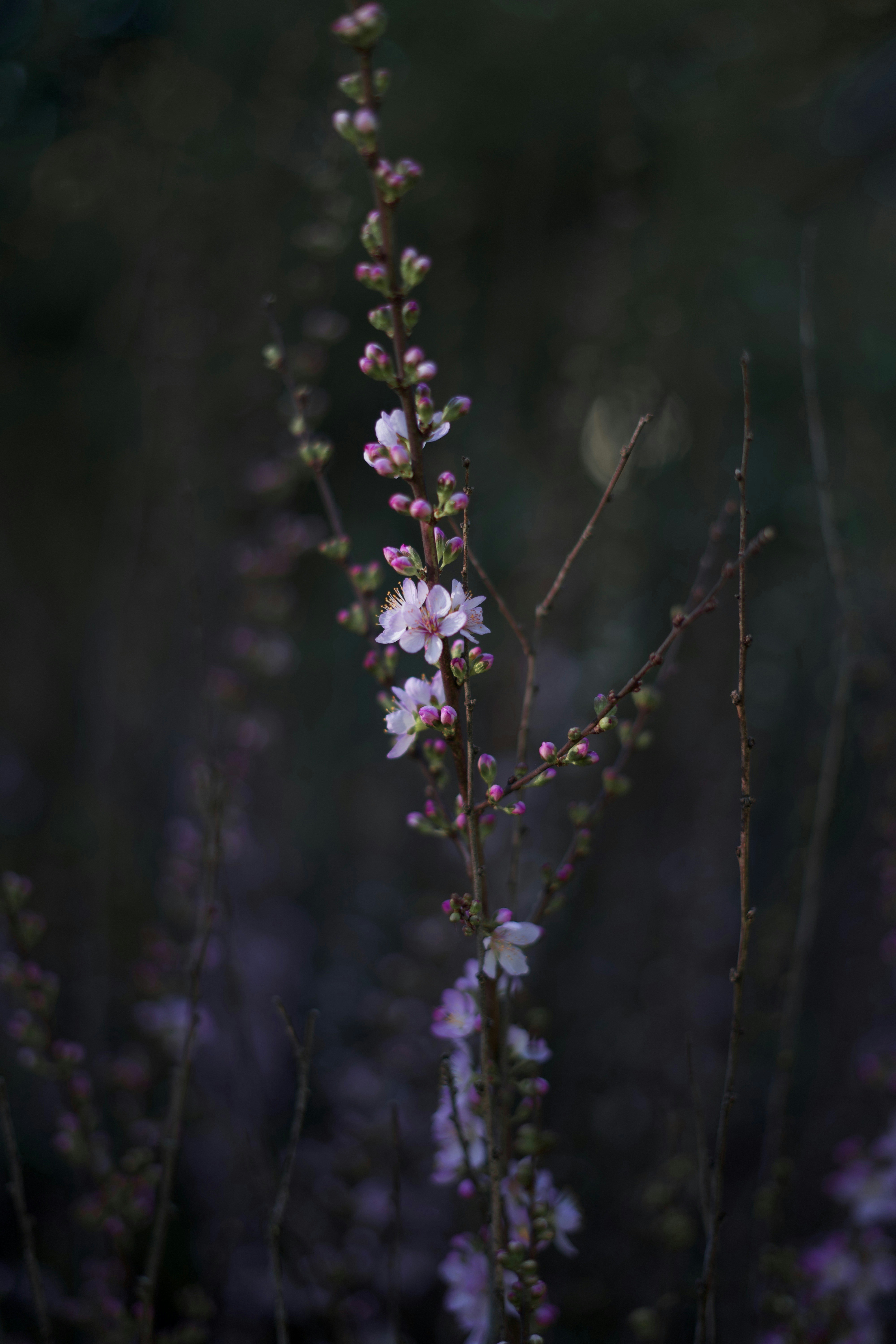 Photo by kris_verityamm