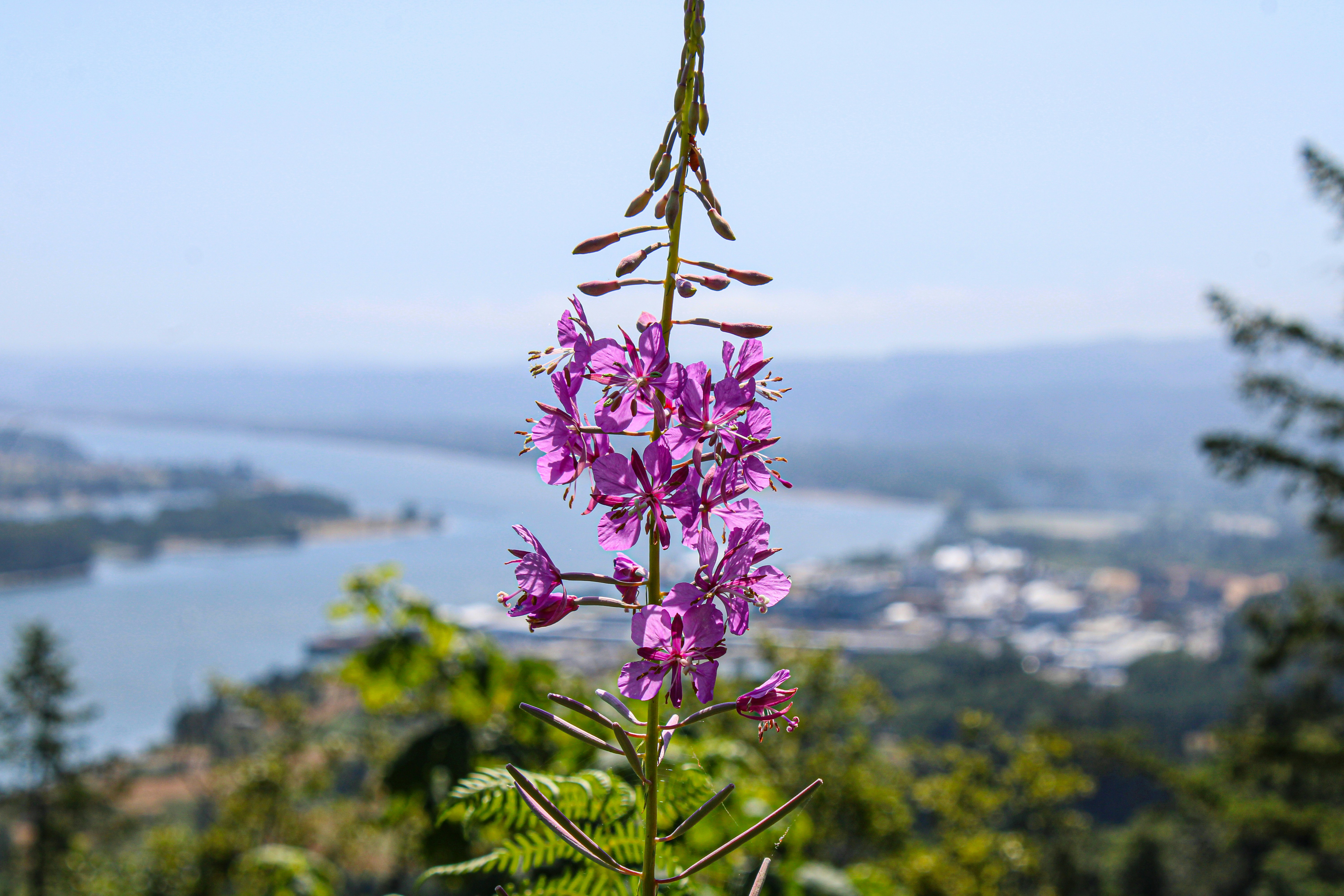A purple flower in the foreground with a view of a lake in the background