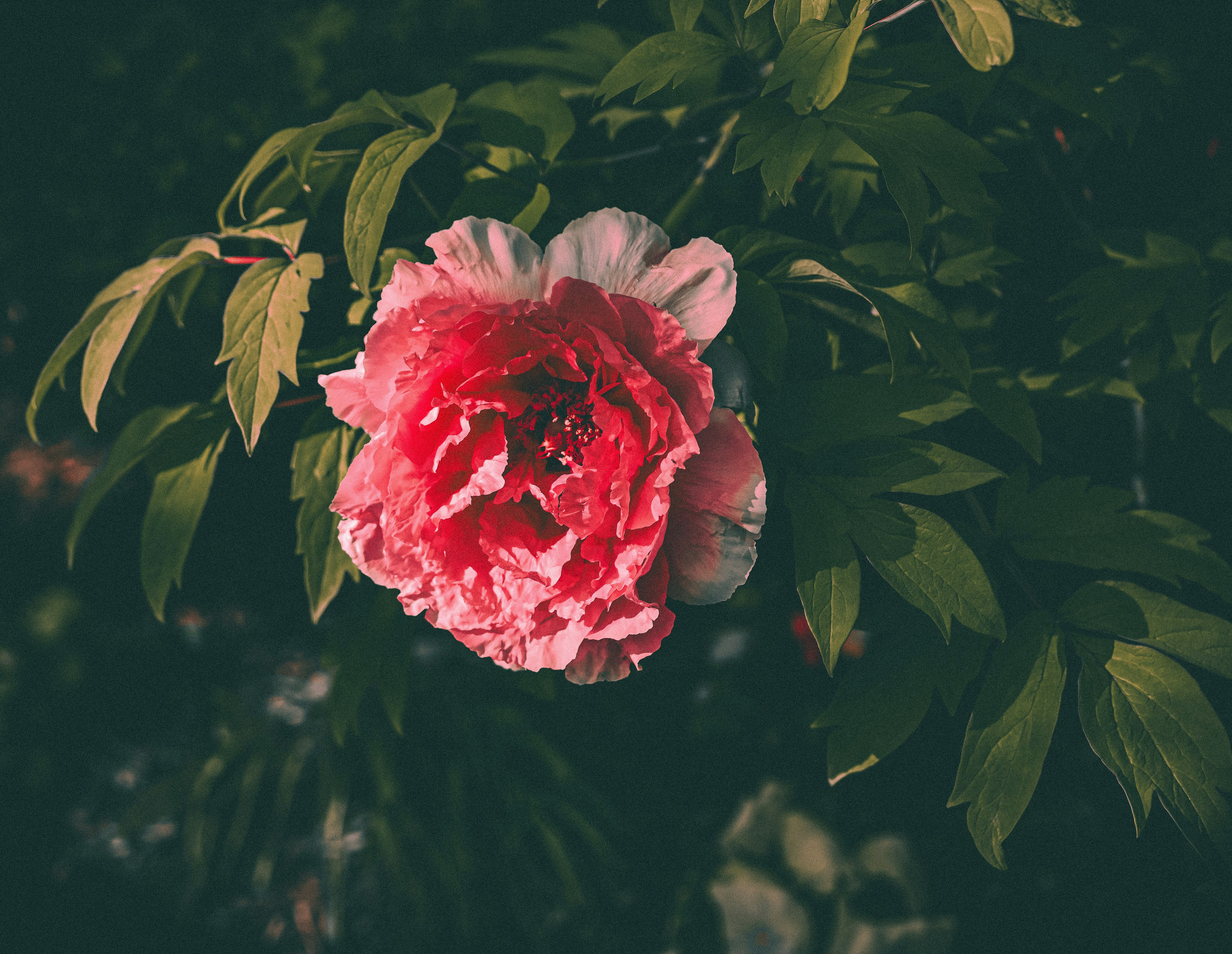 Photo by jadonjohnson