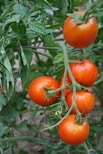 A bunch of tomatoes growing on a vine