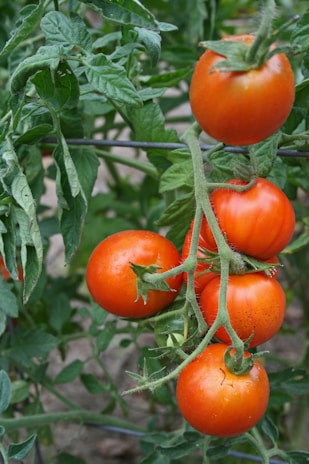 A bunch of tomatoes growing on a vine