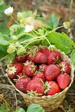 Health Vibes - Organic fruit is clean without pesticides