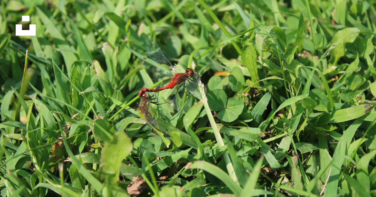 A red bug crawling in the green grass photo – Free Grass Image on Unsplash