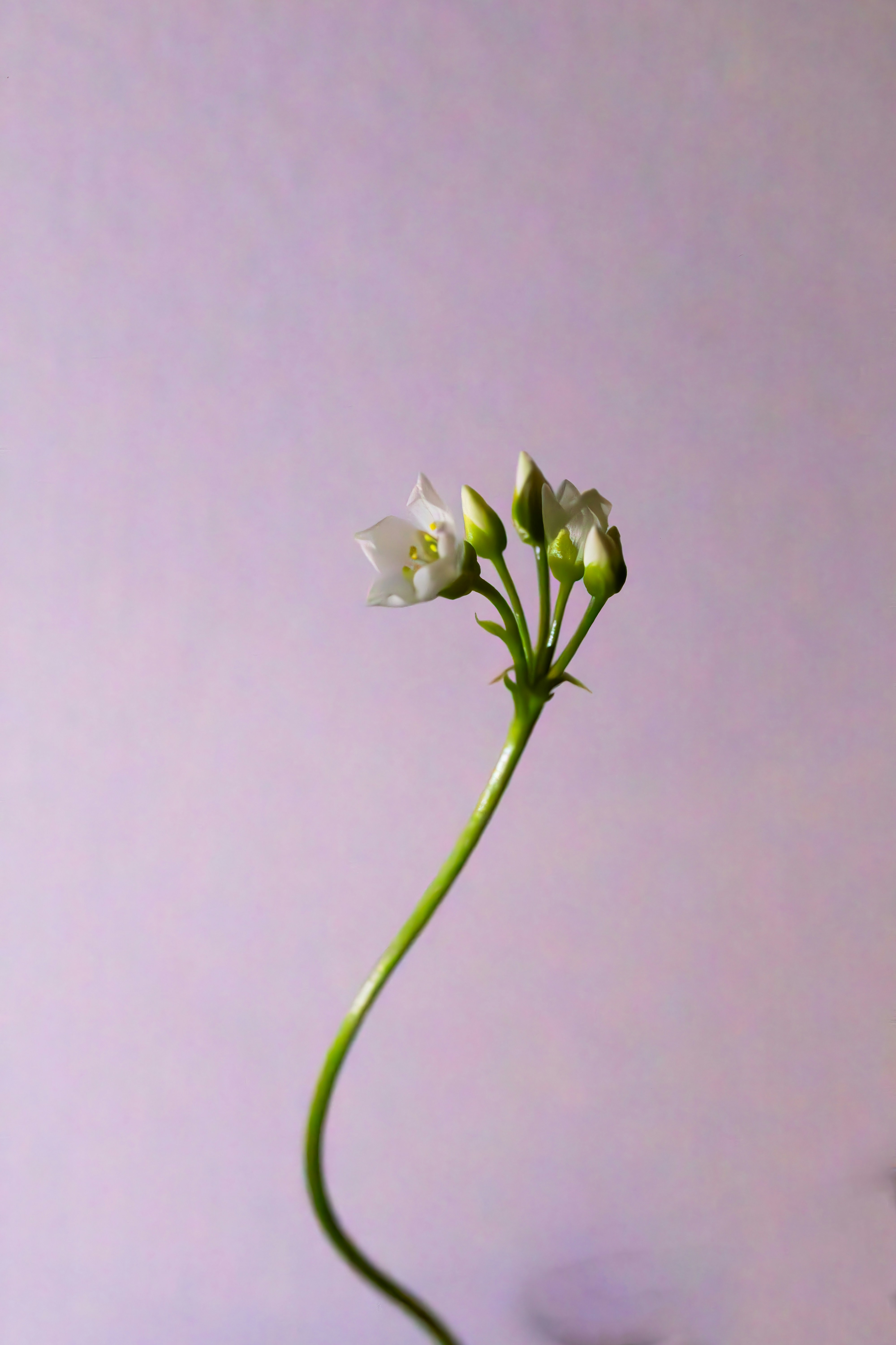 A small white flower in a vase on a table