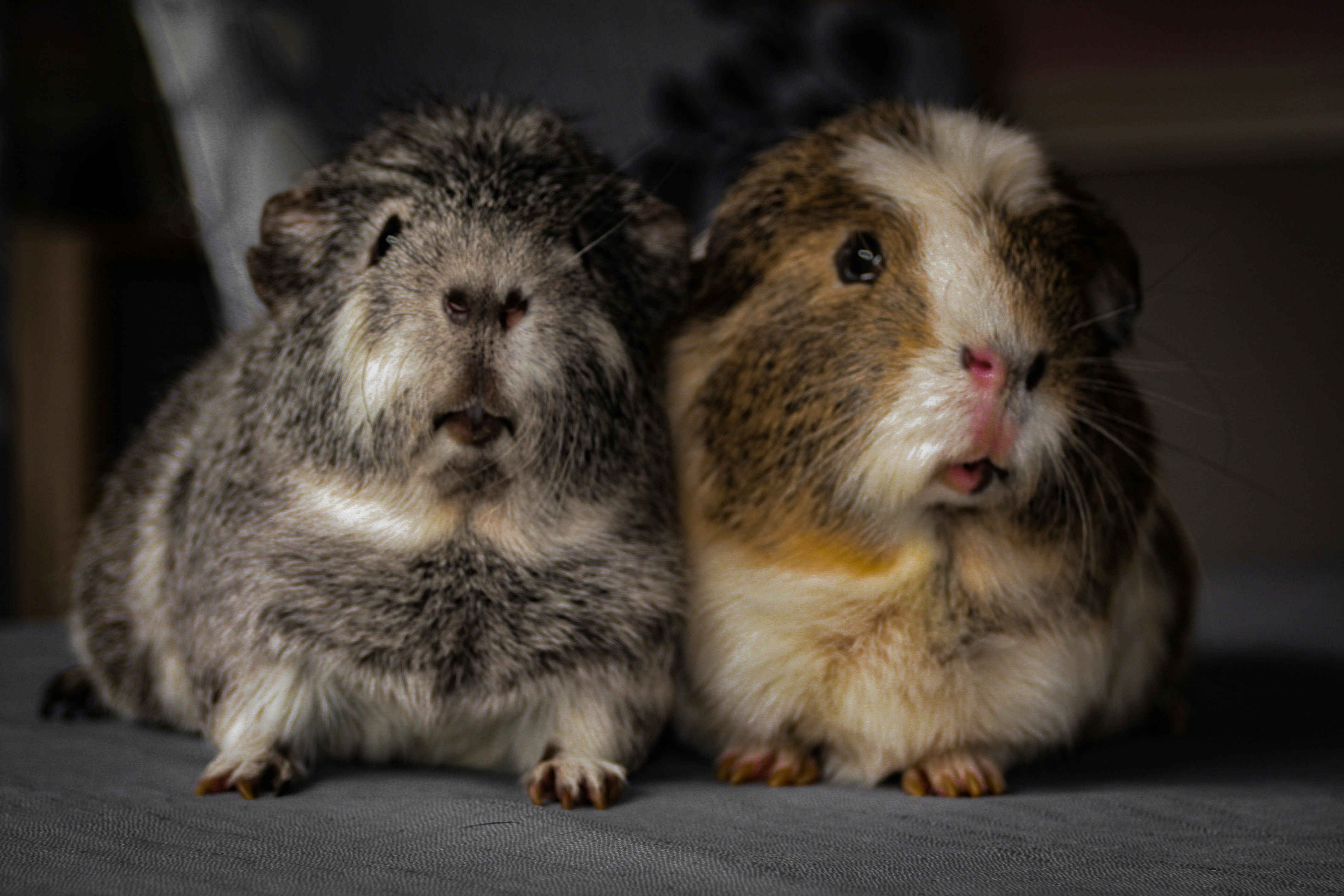 The Complete Guide to Alpaca Guinea Pigs – GuineaDad, image size:3000x2000