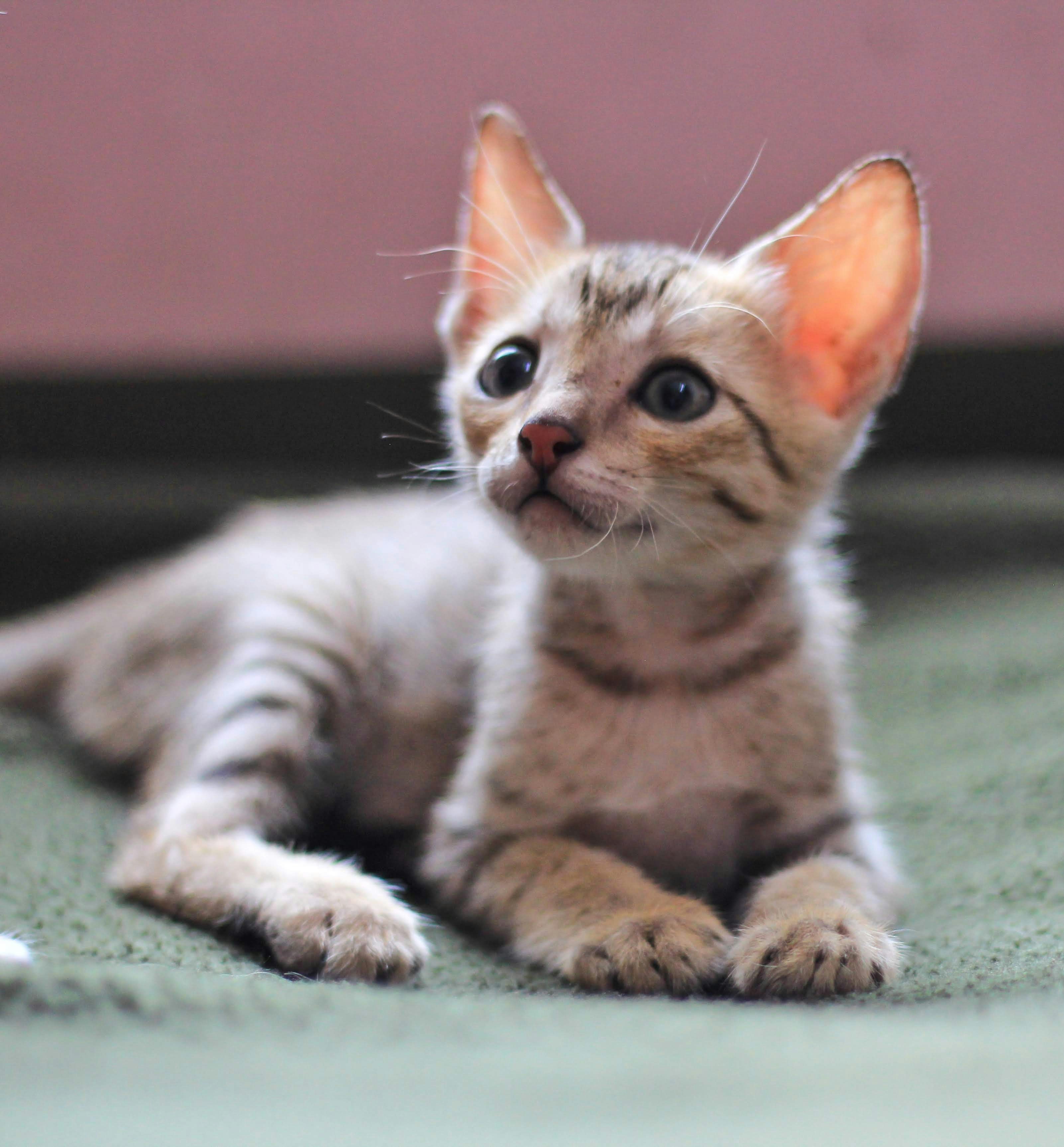 Photo by aditya_sethia_97