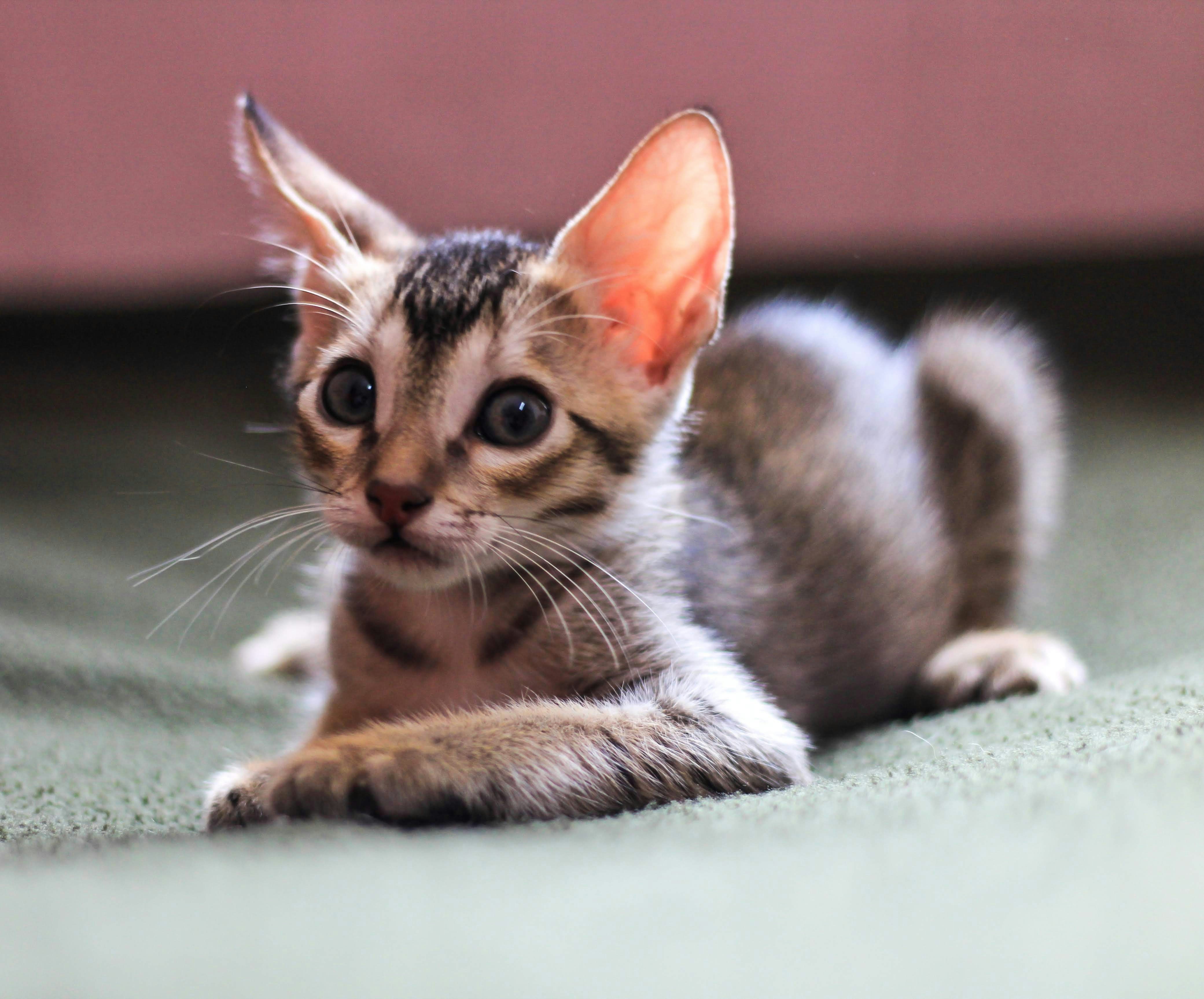 A kitten laying on the floor looking at the camera